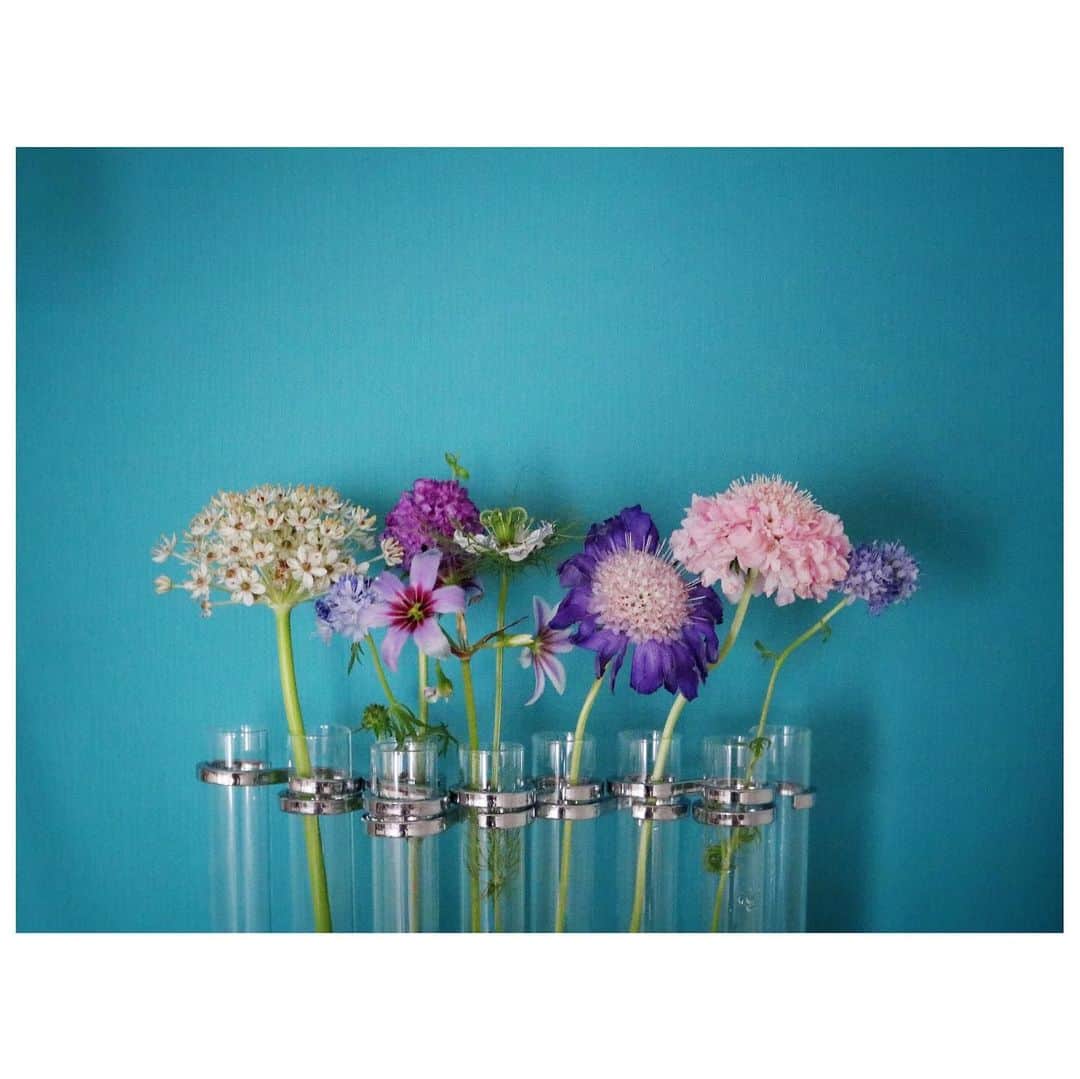 山崎直子のインスタグラム：「清明の気 ・ おうちの中も春🌷✨ ・ ・ ・ #花は癒し #こんなときこそ花を #清浄明潔 #二十四節気 #花のある暮らし #花が好き #おうち時間 #flowers #stayhome #staysafe」