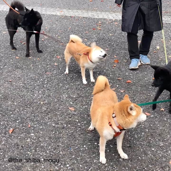 Moguのインスタグラム：「. 必殺柴ドリルなの。 shiba drill #攻撃力はない #強いて言えばメンタルの安定につながる技 #お友達と出会えてワクワクドキドキしている #柴ドリル . @the_shiba_mogu  #柴犬 #shibainu #shiba#赤柴 #redshiba#犬 #dog#しばいぬ#nannydog#犬と子供#子供と犬#柴犬と子供#柴#赤ちゃんと犬#犬と赤ちゃん#柴犬と赤ちゃん#赤ちゃんと柴犬#柴犬のいる暮らし#子守犬」