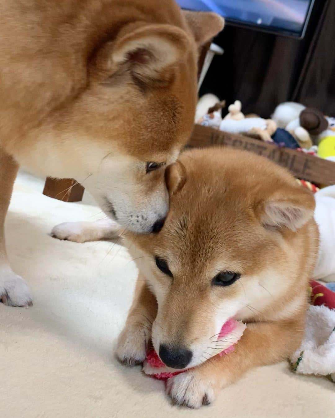 豆柴 サニーちゃんさんのインスタグラム写真 - (豆柴 サニーちゃんInstagram)「. . HELLO〜こんにちわんわん🐻🐶 . 🐶またぺろぺろマンがやってきたでちゅ！ 🐻右耳も左耳もお鼻も キレイキレイ✨しましょうね〜 . . 必死に耐える、ラムちゃん おもちゃカミカミしたいのに それどころではない🤣 . 耳を舐める行為は 愛情表現やお世話の他にも 舐められる側の耳の病気などがあるそうですが ラムちゃんの耳は綺麗で臭くもないので 病気ではなさそうです☺️ . サニーちゃんの愛が大きいのかな💓 ラムちゃんの毛並みを 楽しんでいるような気もするけど😆 . . #さにらむ劇場 #耳ぺろぺろ #お鼻ぺろぺろ #お世話したい女子 #顔を押しつける #毛並みチェック中 #姉妹愛 . #柴犬#豆柴 #赤柴#豆柴子犬 #まめしば#いぬのきもち#ふわもこ部 #サンデイ#サンデイいぬ組#anicas#shiba_snap #shibainu#shiba#mameshiba#shibastagram #mameshibapuppy#shibapuppy #豆柴サニーちゃん#豆柴ラムちゃん#さにらむたん #さにらむ2020」4月6日 12時33分 - sunny_rei_32