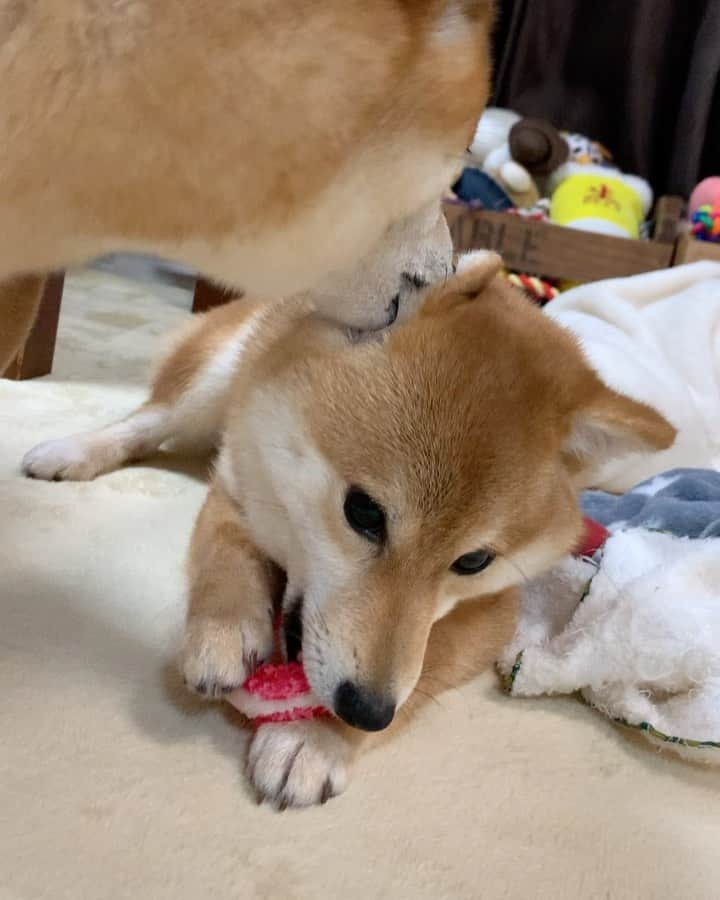 豆柴 サニーちゃんのインスタグラム