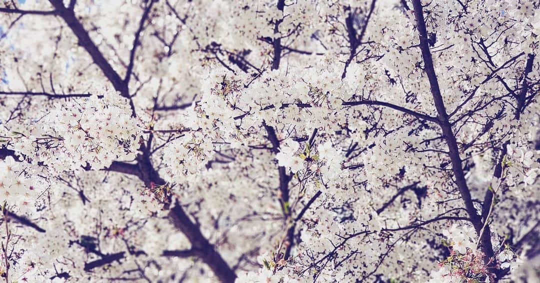 風麻さんのインスタグラム写真 - (風麻Instagram)「お昼の桜。 綺麗だったけど、その下にあった緑が鮮やかで、春が来たなぁと思った。公園には花見の人がたくさんいた。子供連れで。自粛はまだまだ。 ロックダウンすれば良いのにな。 まぁ、綺麗だから見たいのはわかるけど。 大阪の街は人はまばらでした。お仕事の靴がぶっ壊れたので買いに行ったんだけど、心斎橋はスカスカでした。でもマスクつけてる人は以前より多い。つけてない人のほうが少ないお昼。 早く終われ、コロナ。」4月6日 3時35分 - fumadora002