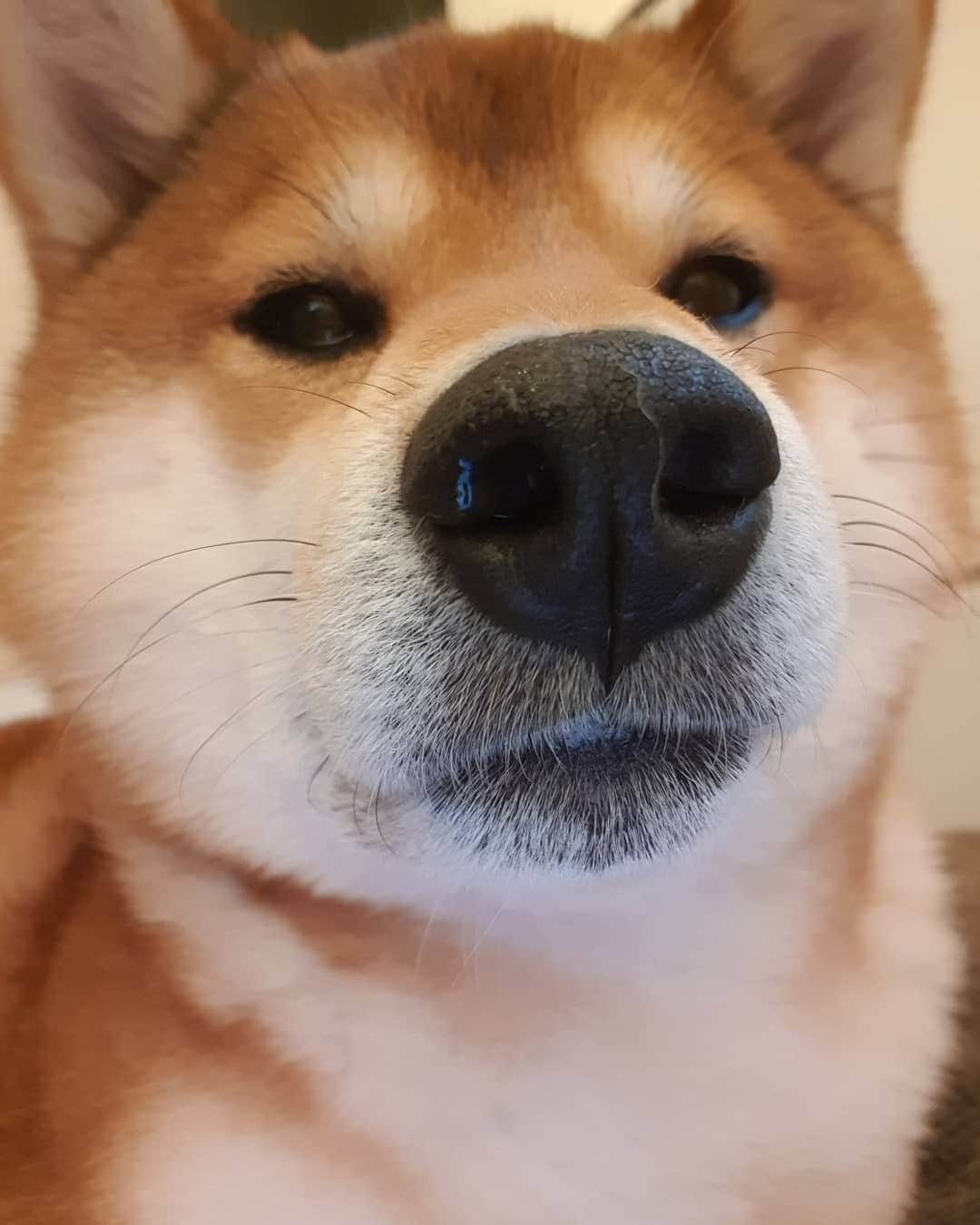 ?Fricko the Shiba Inu?のインスタグラム：「Boop 🐽👈 🐾 🐾 🐾 🐾 #Fricko #🐶 #☀️ #shiba #shibainu #dog #柴犬 #赤柴  #adorable #shibalovers #shibaholics  #dogoftheday  #weeklyfluff #aww #dogstagram  #dogscorner #puppiesofinstagram #shibapuppy」