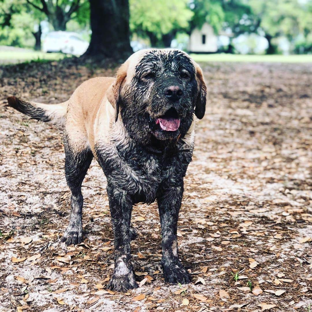 Huckのインスタグラム：「I was meant to be a chocolate lab, clearly... . . . . . . . #chocolatelabnamedhuck? #talesofalab #yellowlab #labrador_class #labsofinstagram #fab_labs_ #thelablove_feature #labradorretriever #labphotooftheday #worldofmylab #labradorsofinstagram #dirtydog #barndog #yellowlabsquad #englishlabrador #thelablove」