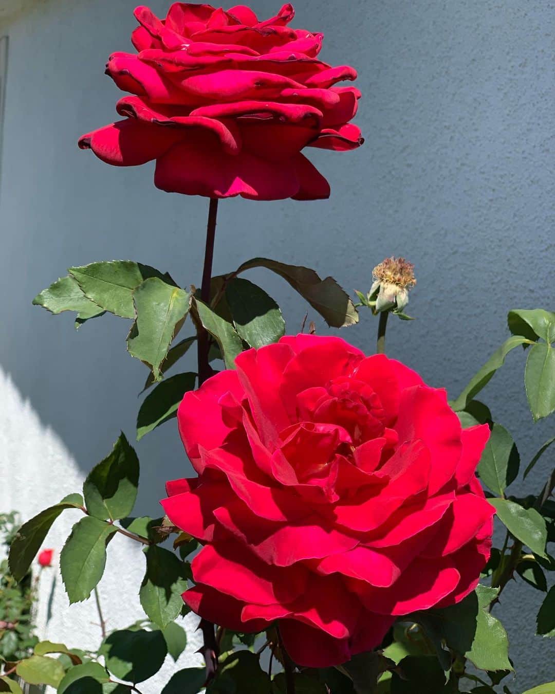 ジョン・バロウマンさんのインスタグラム写真 - (ジョン・バロウマンInstagram)「Swipe to see what my #rosebud  looks like now😝#blooming #rosebud JB」4月6日 4時50分 - johnscotbarrowman