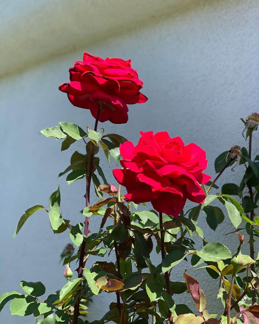 ジョン・バロウマンさんのインスタグラム写真 - (ジョン・バロウマンInstagram)「Swipe to see what my #rosebud  looks like now😝#blooming #rosebud JB」4月6日 4時50分 - johnscotbarrowman