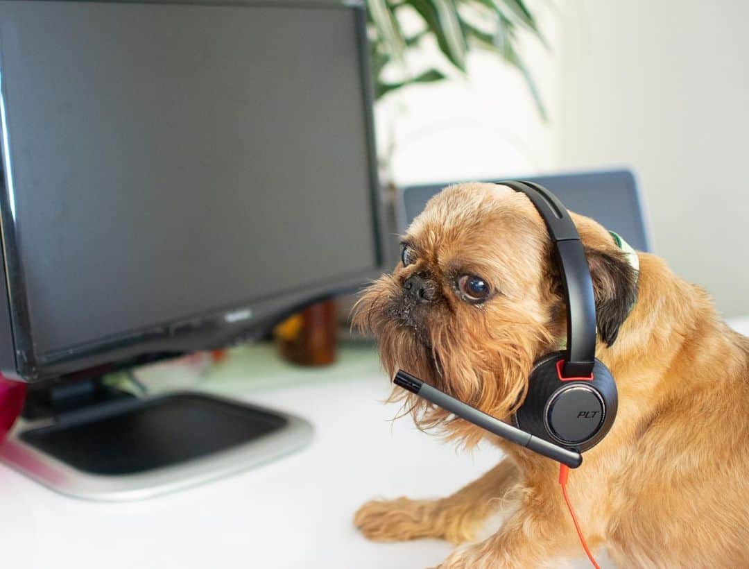 Digby & Aloのインスタグラム：「This whole working from home thing is interesting. New manager is a bit ruff on me, especially when I won’t get his snacks fast enough. He’s currently sleeping sprawled out in the break room with no pants on.  It’s going to be a long four weeks.」