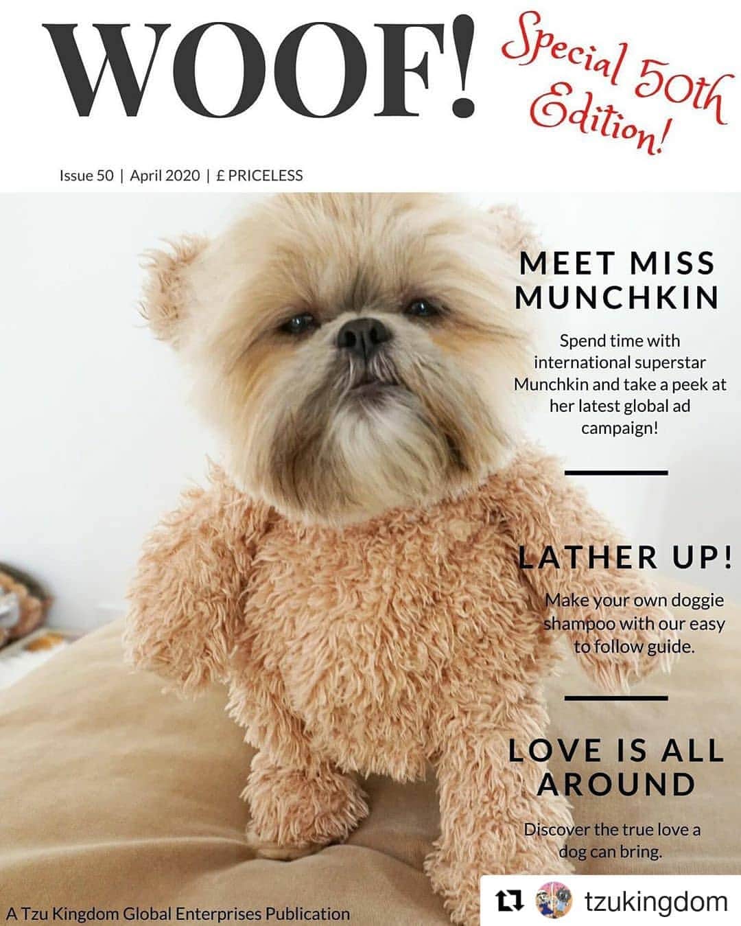 Original Teddy Bear Dogさんのインスタグラム写真 - (Original Teddy Bear DogInstagram)「I'm on the cover of the 50th edition of WOOF! magazine 🙆‍♀️ 🐶 🐻 🐾 ・・・ Repost @tzukingdom ・・・ Whoo Hoo it's a new month and that means a new copy of WOOF! And this month it's our special 50th edition and our cover star is the one and only world-famous superstar MUNCHKIN! Search on Amazon for #TzuKingdom books to read with family.」4月6日 6時59分 - munchkintheteddybear