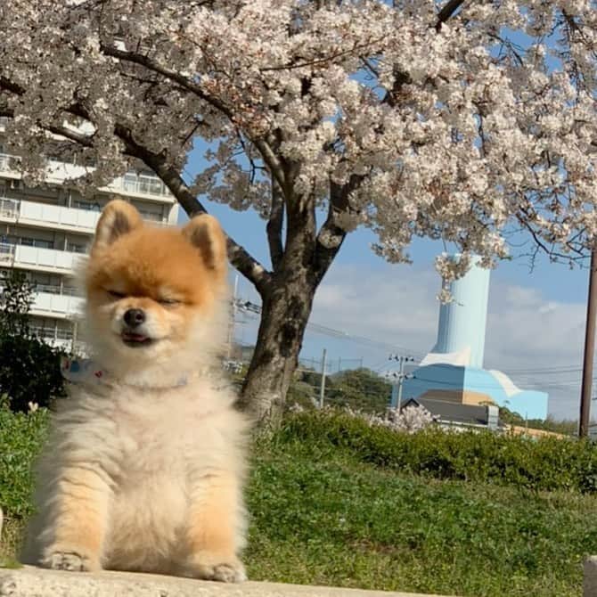 RIO POMEのインスタグラム：「お花🌸  1年が早いねえ✨  桜はとても幸せな思い出があります🌸  にしてもなぜこんな顔🤨  #ポメラニアン #pomeranian  #犬 #dog #dogstagram#doglover #愛犬 #わんこ #ポメラニアン大好き #ポメラニアンが世界一可愛い #pom #ぽめらにあん #ポメ#pomeraniansofinstagram  #pomeranianlove #ふわもこ部 #いぬバカ部 #癒しわんこ#instapic#pomstagram #puppy #dogsofinstagram #cute#cutedog」