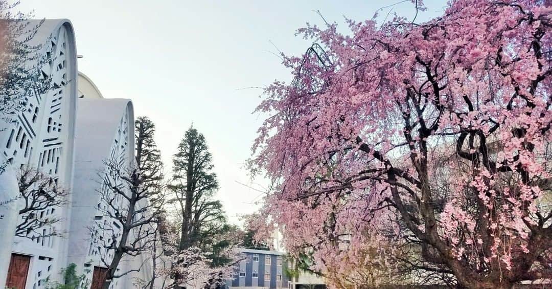立教大学さんのインスタグラム写真 - (立教大学Instagram)「#rikkyouniversity #niiza #新座キャンパス #立教 #立教大学 #coregraphy #photography #ファインダー越しの私の世界」4月6日 8時00分 - rikkyouniv