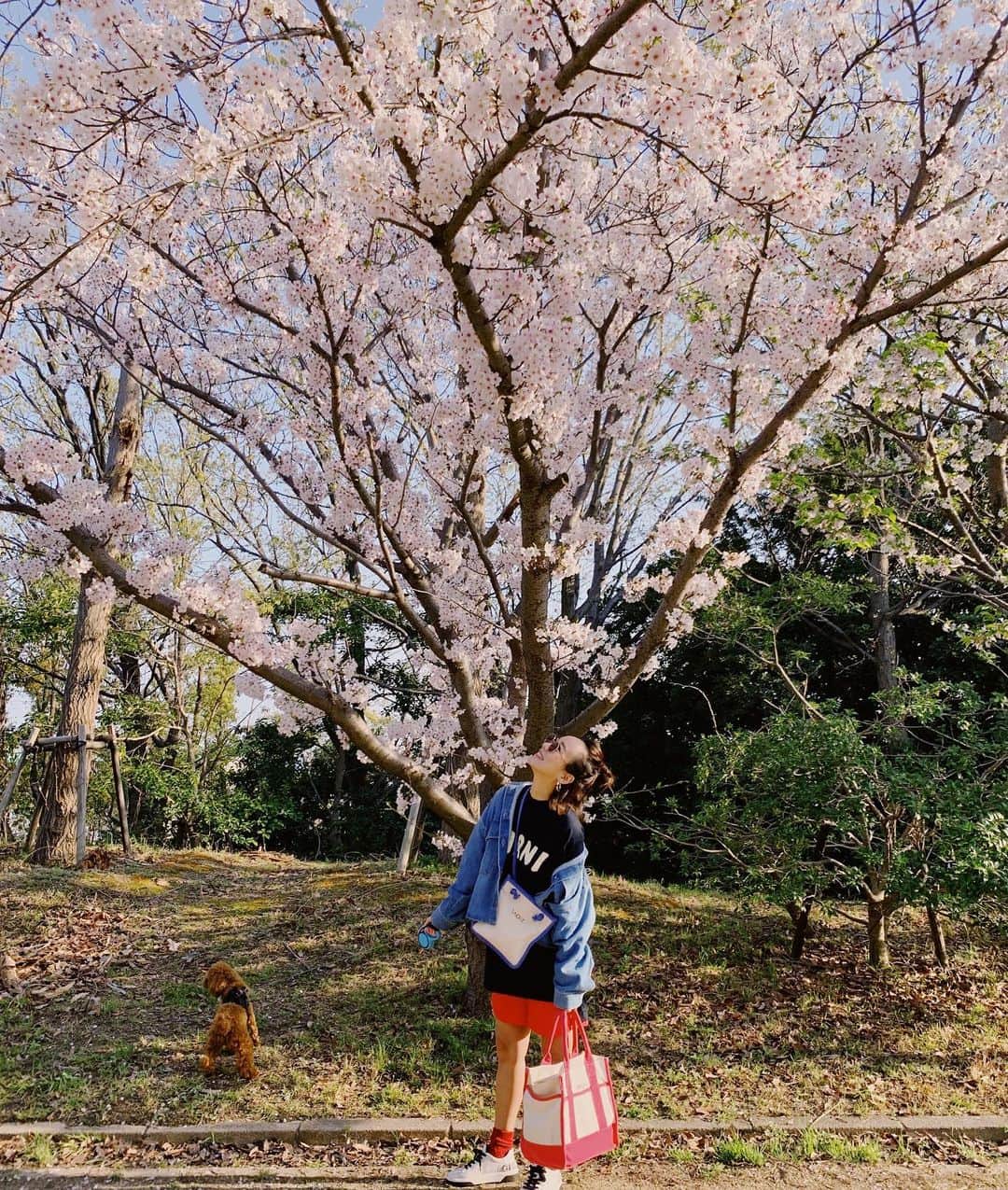 村上沙織さんのインスタグラム写真 - (村上沙織Instagram)「good morning.  今年はみんなでお花見はできなかったな。トッポのお散歩で満開の桜を発見。  いつもと違う人がいない通りに行くと新しい発見♡  今日はお家でお団子作りをしまーす🍡  #桜#JAPAN」4月6日 8時02分 - rosysaorimonster