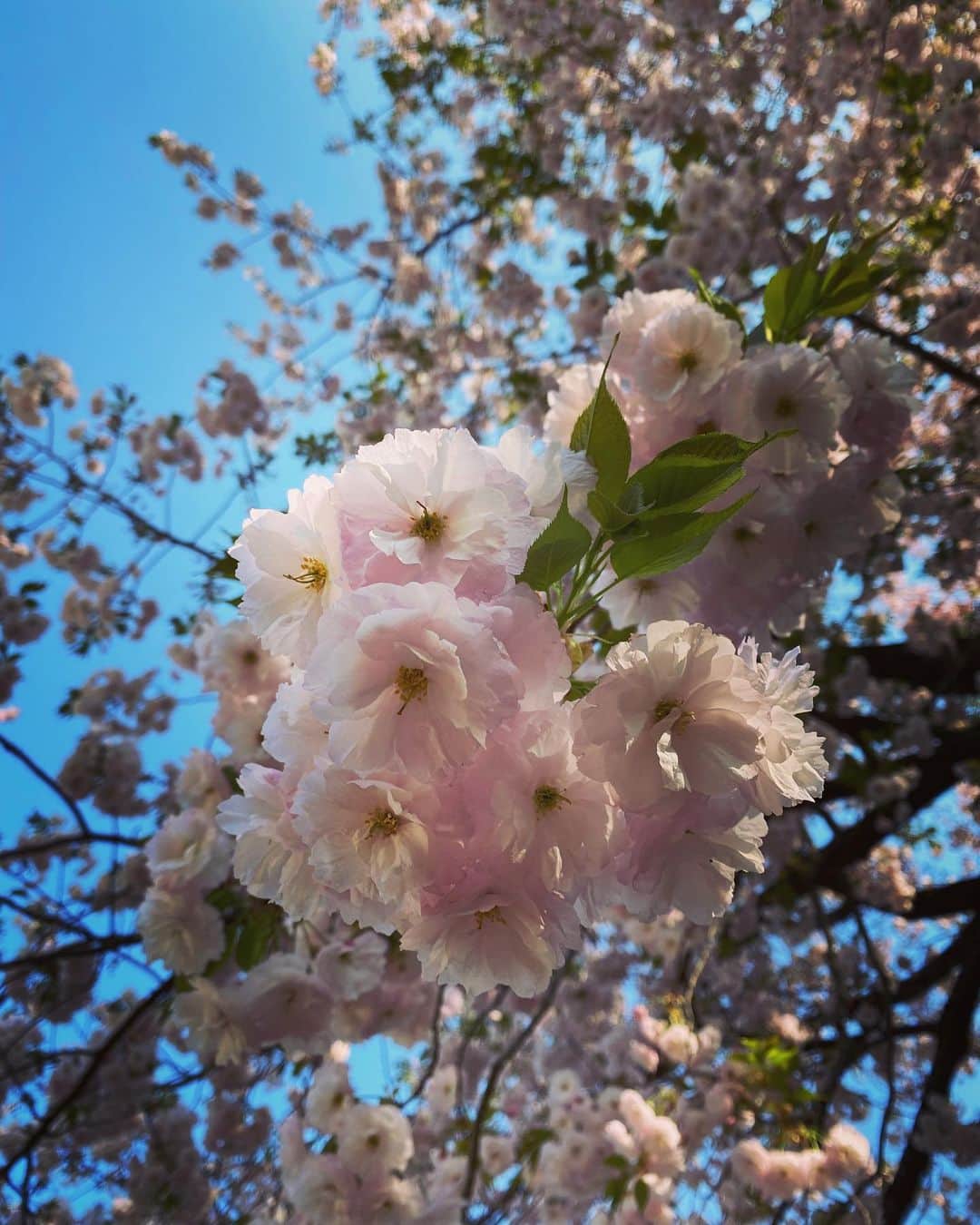 小林佳果さんのインスタグラム写真 - (小林佳果Instagram)「青空の下、散歩。 満開の八重桜が美しい。 気持ちは少しだけでも前向きに。 上を向いて歩こう。」4月6日 8時53分 - keika_kobayashi