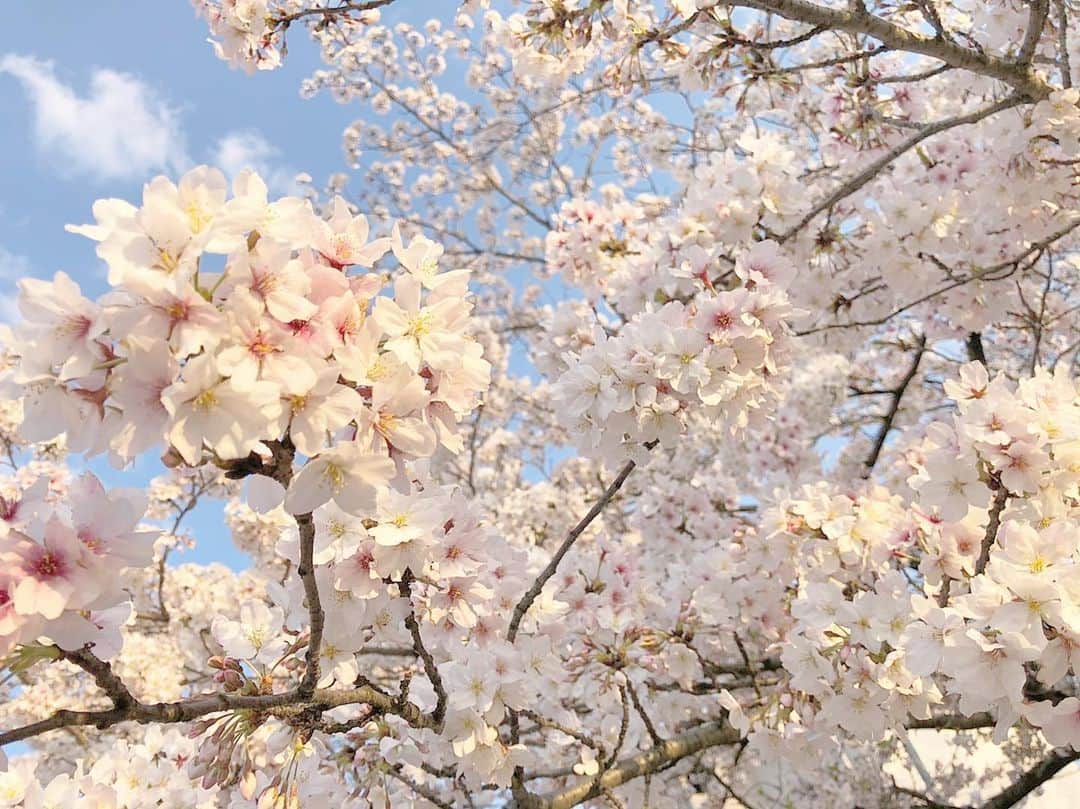 平松可奈子さんのインスタグラム写真 - (平松可奈子Instagram)「咲いたよ🌸  #sakura #桜　#pink #japan」4月6日 8時59分 - 11kanaco14