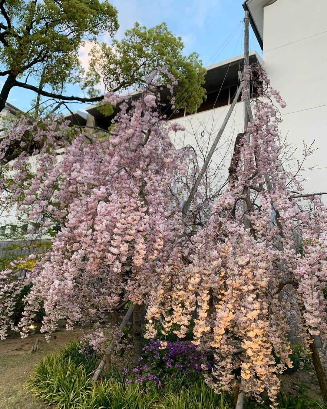 森上亜希子さんのインスタグラム写真 - (森上亜希子Instagram)「ちょっとお散歩。  ソメイヨシノも良いけれどシダレザクラも綺麗🌸  テレビをつけるとコロナのニュースばかりで正直疲れました。  満開の桜に癒されます。  #シダレザクラ #満開 #桜 #cherryblossom  #fullbloom  #癒し #コロナに負けるな  #頑張ろう #tennis #テニス」4月6日 9時14分 - akiko_morigami