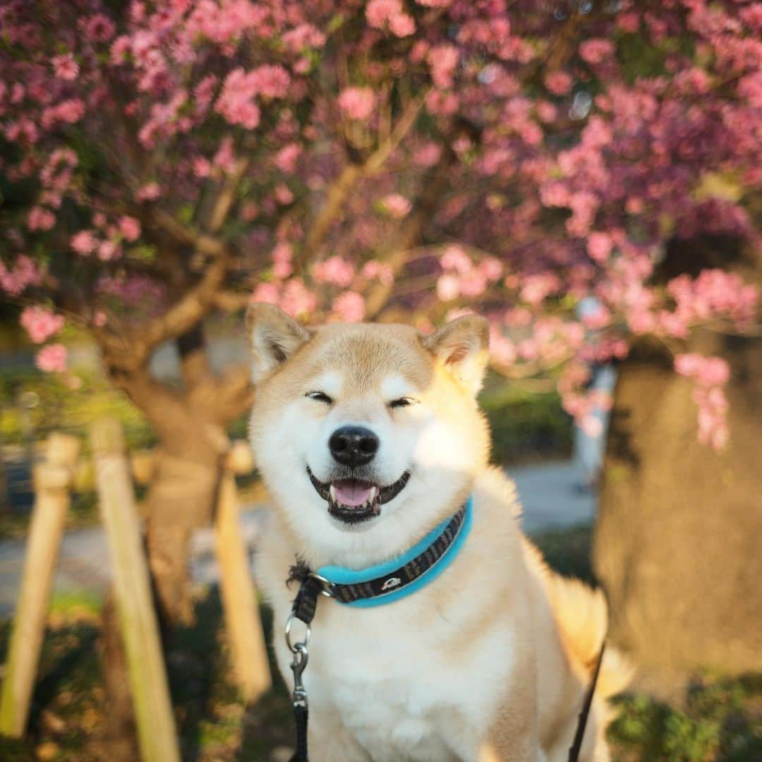 まる（まるたろう）さんのインスタグラム写真 - (まる（まるたろう）Instagram)「Let's keep smiling!✨🐶😆✨今週も笑って行きましっしょい！ #どんなに辛くても #笑ってさえいれば #きっといい事あるよ #コロナに負けるな #29日まで笑ってよっと #月曜日は笑顔で頑張る日」4月6日 9時35分 - marutaro