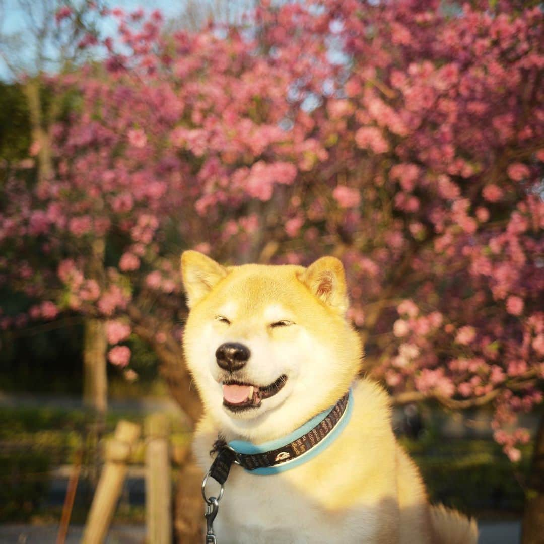 まる（まるたろう）さんのインスタグラム写真 - (まる（まるたろう）Instagram)「Let's keep smiling!✨🐶😆✨今週も笑って行きましっしょい！ #どんなに辛くても #笑ってさえいれば #きっといい事あるよ #コロナに負けるな #29日まで笑ってよっと #月曜日は笑顔で頑張る日」4月6日 9時35分 - marutaro