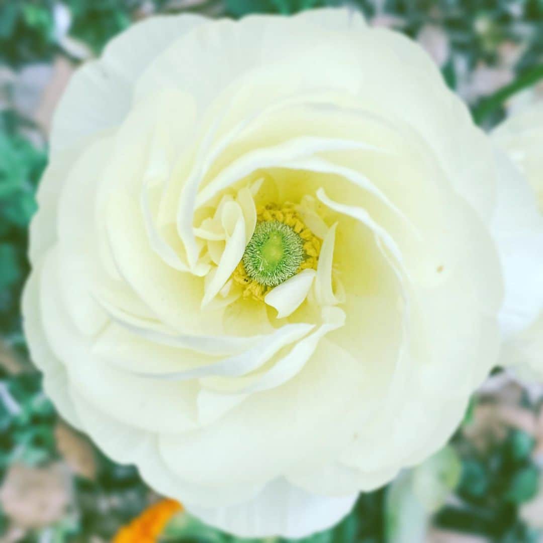 中野敬久さんのインスタグラム写真 - (中野敬久Instagram)「#flower #flowersoflife #yellow #park #hope #peace」4月6日 9時58分 - hirohisanakano