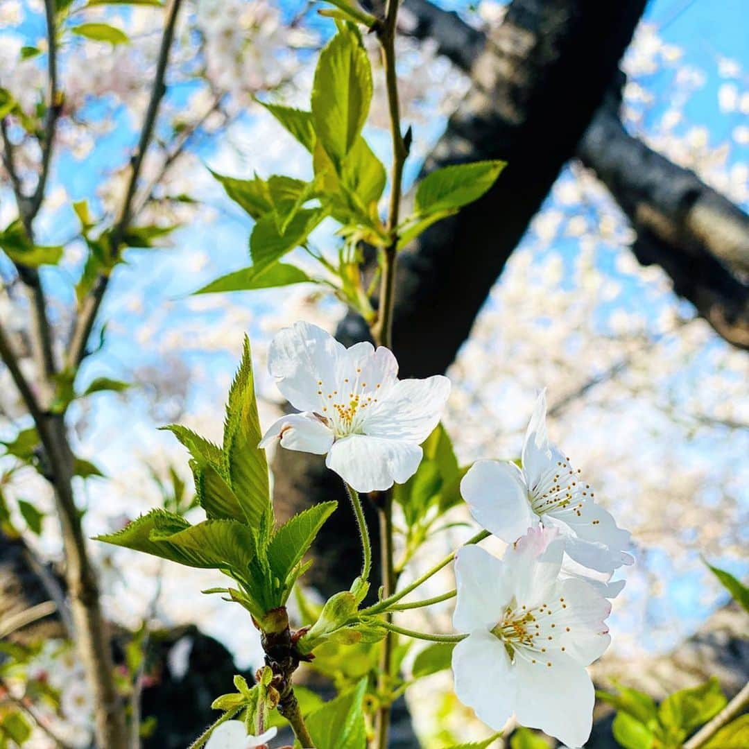 Hiroe Hiranoさんのインスタグラム写真 - (Hiroe HiranoInstagram)「トライ&エラーを重ねてきた自分へ。﻿ お誕生日おめでとう✨﻿ ﻿ わたしは、桜が満開の日🌸﻿ 4/6 PM12:30に生まれました。﻿ ﻿ 2020年の誕生日は、﻿ 世界的な出来事に忘れられない年になるでしょう。﻿ ﻿ このご時世何が起こるかわからない。﻿ ﻿ 「いま」という時を、大切な人とつながり。﻿ 全てと調和し、共存していくこと。﻿ ﻿ ﻿ ﻿ あの頃の時代を思い出すだけで恥ずかしいとか。﻿ あー反省、とか😭﻿ あんな事やんなきゃよかったかも、とか。﻿ 辛すぎて思い出したくない事とか。﻿ 突っ走り駆け抜けてたなーとか😂﻿ ﻿ ﻿ そりゃ人間だもの、いろいろあるさ✨﻿ ﻿ ﻿ ただ、今言える事。﻿ すべてを受け入れることができ、﻿ あの頃があったから。﻿ 『今』があるって思える自分がいる。﻿ ﻿ ﻿ 今年は40代を見据え、﻿ 自分と向き合う年にしようと思っておりました。﻿ ﻿  さらに素敵な女性だなって思える人に。 ﻿ ﻿ ﻿ そこで、39歳。﻿ 今年のチャレンジ🌟﻿ 新たな楽しみにしている仕事のフィールドはもちろん。﻿ ﻿ 陶芸や乗馬もしたい。﻿ 料理レシピの幅も広げたいし。﻿ ピアノも弾きたい。 変わらず、旅もしたい。﻿ ﻿ ﻿WORK HARD PLAY HARD 🌏 ﻿ また。ひとつ仕事の枠を超えた﻿ 試みをスタートしたいと思っています。﻿ ﻿ 大切にしたい皆様と繋がる﻿ オンラインコミュニティを創ることに。﻿ ホームページにも企画を構想して、﻿ 保留にしていて約2年。﻿ ﻿ やっとこのタイミングだからこそ❗️﻿ 詳しくは、明日のポストで✌️﻿ 💚🌿🌳 ﻿ ﻿ 私とつながっている皆様。﻿ いつも本当にありがとうございます。﻿ ﻿  これからもまず大切な人を、大切に。﻿ 心から感謝の意をこめて。﻿ ﻿ ONE LOVE ,ONE WORLD ﻿ ﻿ #平野宏枝　#朝さんぽ #葉山の桜も海は今日も美しい  #桜が空に向かって伸び凛としている姿が美しかった﻿ #上を向いて歩こう﻿ #プライオリティは人それぞれ #今年の誕生日は久しぶりに日本で🇯🇵﻿ #Thankyou  #gratitude #staysafe #keephealthy #loveyou #mybirthday #goodpeoplegoodvibes」4月6日 9時59分 - hiroe_hirano