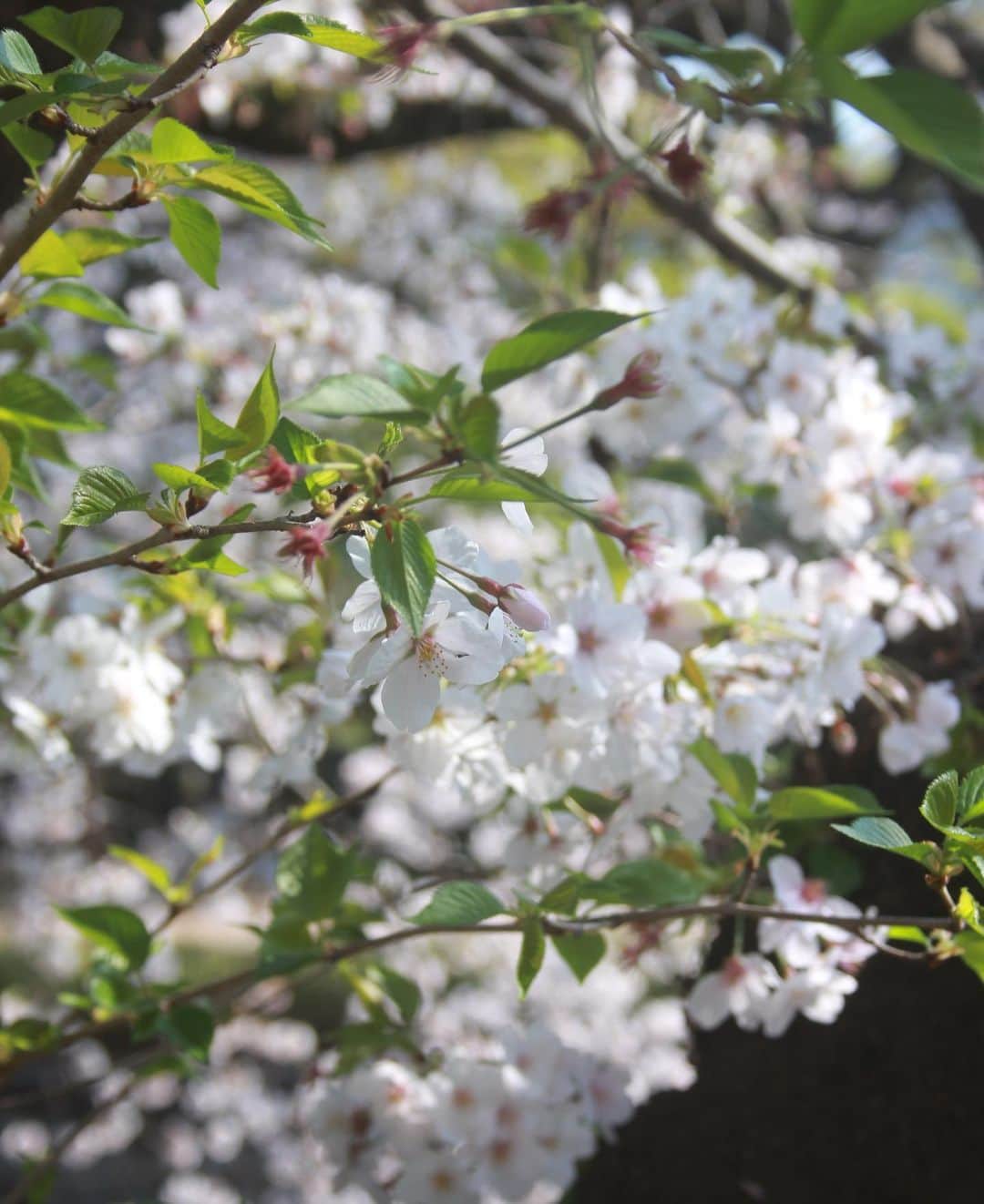 雑誌『花時間』さんのインスタグラム写真 - (雑誌『花時間』Instagram)「おはようございます。﻿ ﻿ 居ても立っても居られず…ってことありますよね？﻿ ﻿ 満開のときに見逃した近所の桜🌸﻿ ﻿ 先日、一年ぶりの再会を果たしてきましたー。﻿ ﻿ 1枚めはお寺の枝垂れ桜。3枚めは川沿いの公園にある染井吉野。﻿ ﻿ 染井吉野はハラハラと花びらを落とし、若葉をつけ始めていました。﻿ ﻿ 葉がで始めたこの時期の染井吉野もすがすがしいものですね。﻿ ﻿ 世の中、不安なムードで花を愛でる気分では…なーんて言わずに、さっ、まわりを見渡してみて！﻿ ﻿ 東京では、ツツジやフジの花が早くも咲き始め、初夏へとゆっくりと季節が移ろうとしています。﻿ ﻿ では、今週も元気smile☺️☺️☺️で頑張りましょう！ byピーターパン﻿ ﻿ #flowers #flowerslovers #flowerstagram #flowerarrangement  #花時間 #花時間2020 #花好き #花藝 #花好きな人と繋がりたい #花が好きな人と繋がりたい #花のある生活 #花のある暮らし #花を飾る #花を飾る生活  #しだれ桜  #しだれ桜🌸 #お花見🌸  #桜が好き  #botanicallife #花散歩🚶‍♀️🌸 #お花見散歩🌸  #葉桜も好き #花屋さんへ行こう」4月6日 10時08分 - hanajikan_magazine