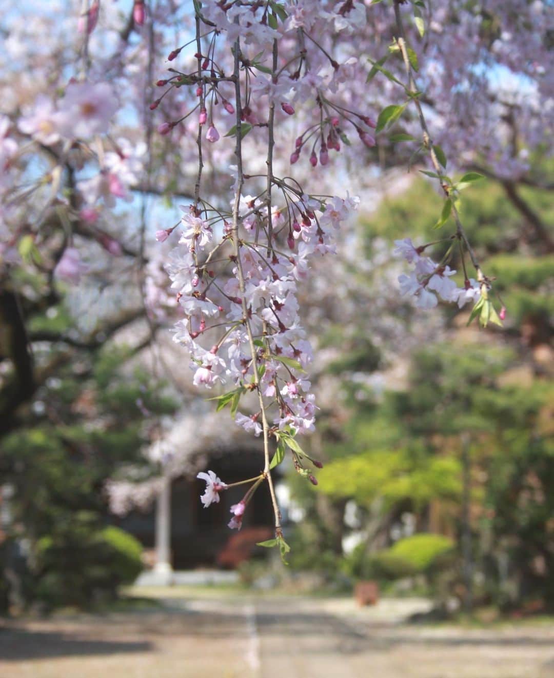 雑誌『花時間』さんのインスタグラム写真 - (雑誌『花時間』Instagram)「おはようございます。﻿ ﻿ 居ても立っても居られず…ってことありますよね？﻿ ﻿ 満開のときに見逃した近所の桜🌸﻿ ﻿ 先日、一年ぶりの再会を果たしてきましたー。﻿ ﻿ 1枚めはお寺の枝垂れ桜。3枚めは川沿いの公園にある染井吉野。﻿ ﻿ 染井吉野はハラハラと花びらを落とし、若葉をつけ始めていました。﻿ ﻿ 葉がで始めたこの時期の染井吉野もすがすがしいものですね。﻿ ﻿ 世の中、不安なムードで花を愛でる気分では…なーんて言わずに、さっ、まわりを見渡してみて！﻿ ﻿ 東京では、ツツジやフジの花が早くも咲き始め、初夏へとゆっくりと季節が移ろうとしています。﻿ ﻿ では、今週も元気smile☺️☺️☺️で頑張りましょう！ byピーターパン﻿ ﻿ #flowers #flowerslovers #flowerstagram #flowerarrangement  #花時間 #花時間2020 #花好き #花藝 #花好きな人と繋がりたい #花が好きな人と繋がりたい #花のある生活 #花のある暮らし #花を飾る #花を飾る生活  #しだれ桜  #しだれ桜🌸 #お花見🌸  #桜が好き  #botanicallife #花散歩🚶‍♀️🌸 #お花見散歩🌸  #葉桜も好き #花屋さんへ行こう」4月6日 10時08分 - hanajikan_magazine