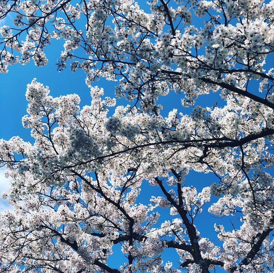 ひうらさとるのインスタグラム：「朝から山の上の公園へ。 城崎一望で日本海も見える！気持ちいいです！ 今週もお家でお仕事、がんばります。 #cherryblossom  #socialdistance  #stayathome」