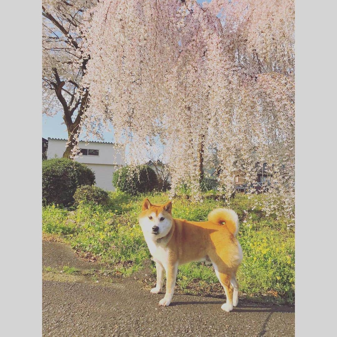 Hanamichi ＆ ℕㆁℜ〡ｋㆁ♡のインスタグラム：「✨ ✨ これはすべて2020年4月6日、今朝の花たち。自然界には普段通りに春が訪れて、陽が満ち溢れていて。平和に今日も愛犬とお散歩できる幸せに心から感謝の朝でした。 ✨ ✨　 These are all flowers this morning on April 6, 2020.  Spring comes to nature as usual, and the sun is full.  It was a morning of gratitude for my happiness that I can walk with my dog ​​peacefully today！ ✨ ✨ #エアーお花見 #エアー柴犬　#stayhome  #mybirthday #コロナに負けるな #spring #🌸　#柴犬 #しばいぬ #子犬 #わんこ #dog #shiba #puppy #love #dogsofinstagram」
