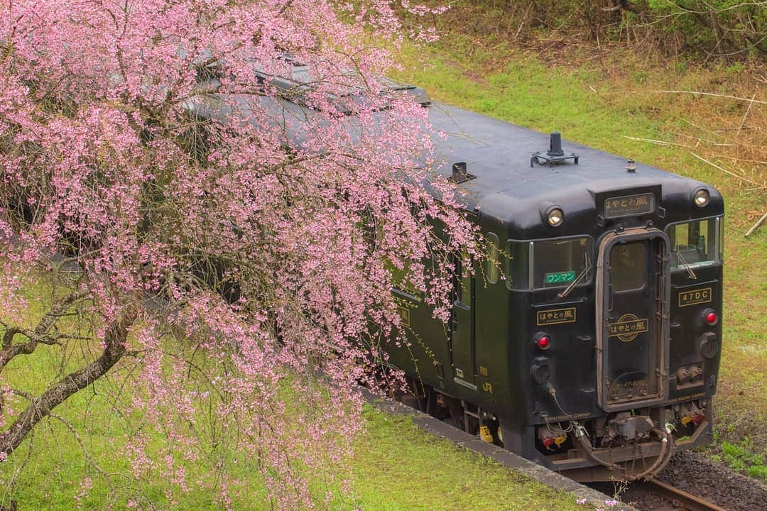 鹿児島よかもん再発見さんのインスタグラム写真 - (鹿児島よかもん再発見Instagram)「桜に包まれた「はやとの風」を見に嘉例川駅へ(^-^)/ 昨日はかなり多くの人が訪れたようです。私は平日の雨天時だったのが幸い？し、人はほとんどおらず、ゆったり楽しめました。  鹿児島の風景写真でしか応援できませんが、皆で乗り越えましょう。  #鹿児島 #鹿児島観光 #どんどん鹿児島 #嘉例川駅 #はやとの風 #桜 #撮り鉄 #霧島 #霧島観光 #kagoshima #kagoshimaphotograph  #鹿児島の風景 #鹿児島の桜」4月6日 20時27分 - kagoshimayokamon