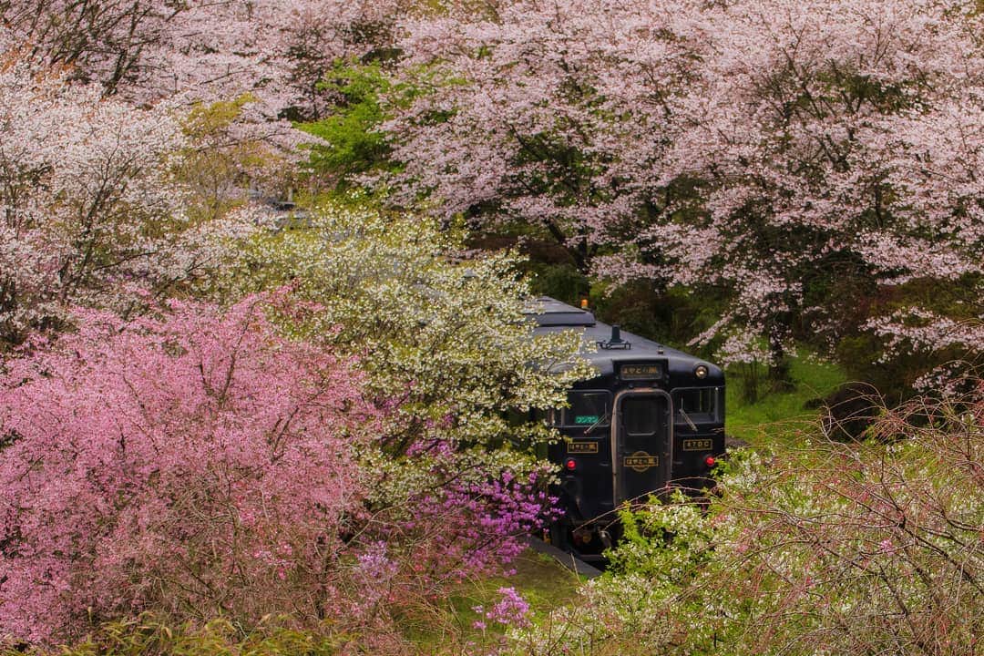 鹿児島よかもん再発見さんのインスタグラム写真 - (鹿児島よかもん再発見Instagram)「桜に包まれた「はやとの風」を見に嘉例川駅へ(^-^)/ 昨日はかなり多くの人が訪れたようです。私は平日の雨天時だったのが幸い？し、人はほとんどおらず、ゆったり楽しめました。  鹿児島の風景写真でしか応援できませんが、皆で乗り越えましょう。  #鹿児島 #鹿児島観光 #どんどん鹿児島 #嘉例川駅 #はやとの風 #桜 #撮り鉄 #霧島 #霧島観光 #kagoshima #kagoshimaphotograph  #鹿児島の風景 #鹿児島の桜」4月6日 20時27分 - kagoshimayokamon