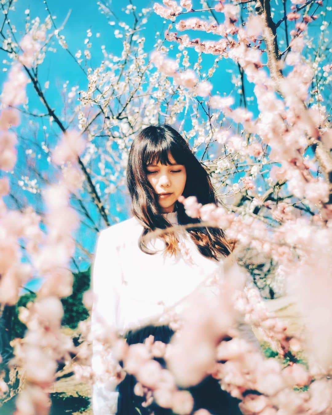 shinichi38のインスタグラム：「﻿ ﻿ ﻿ Que Sera, Sera 🌸﻿」