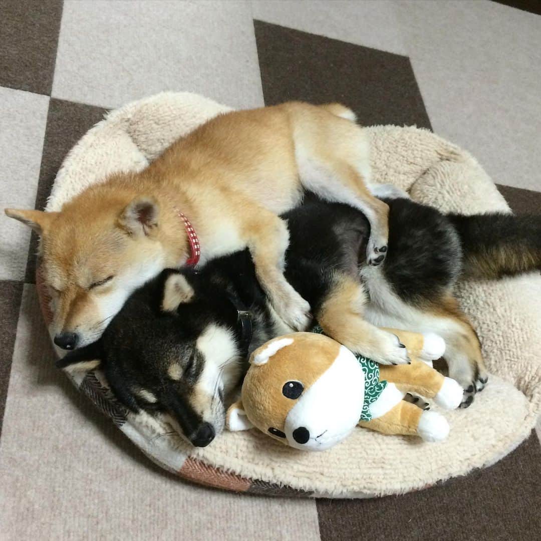 豆柴なつ&ふゆのインスタグラム