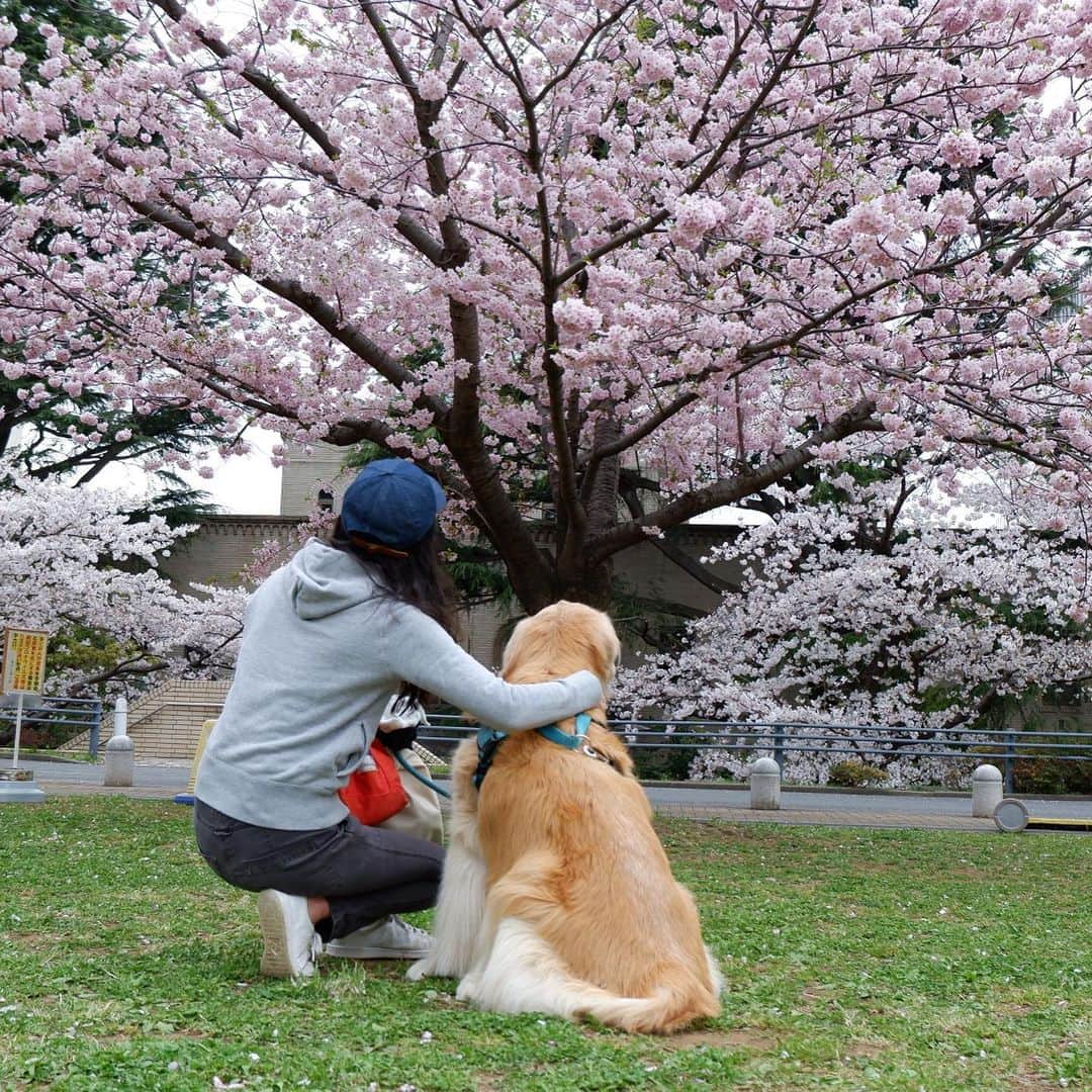 高橋ひとみさんのインスタグラム写真 - (高橋ひとみInstagram)「🌸が満開のころのお散歩🐶」4月6日 20時54分 - hitomi_momoe