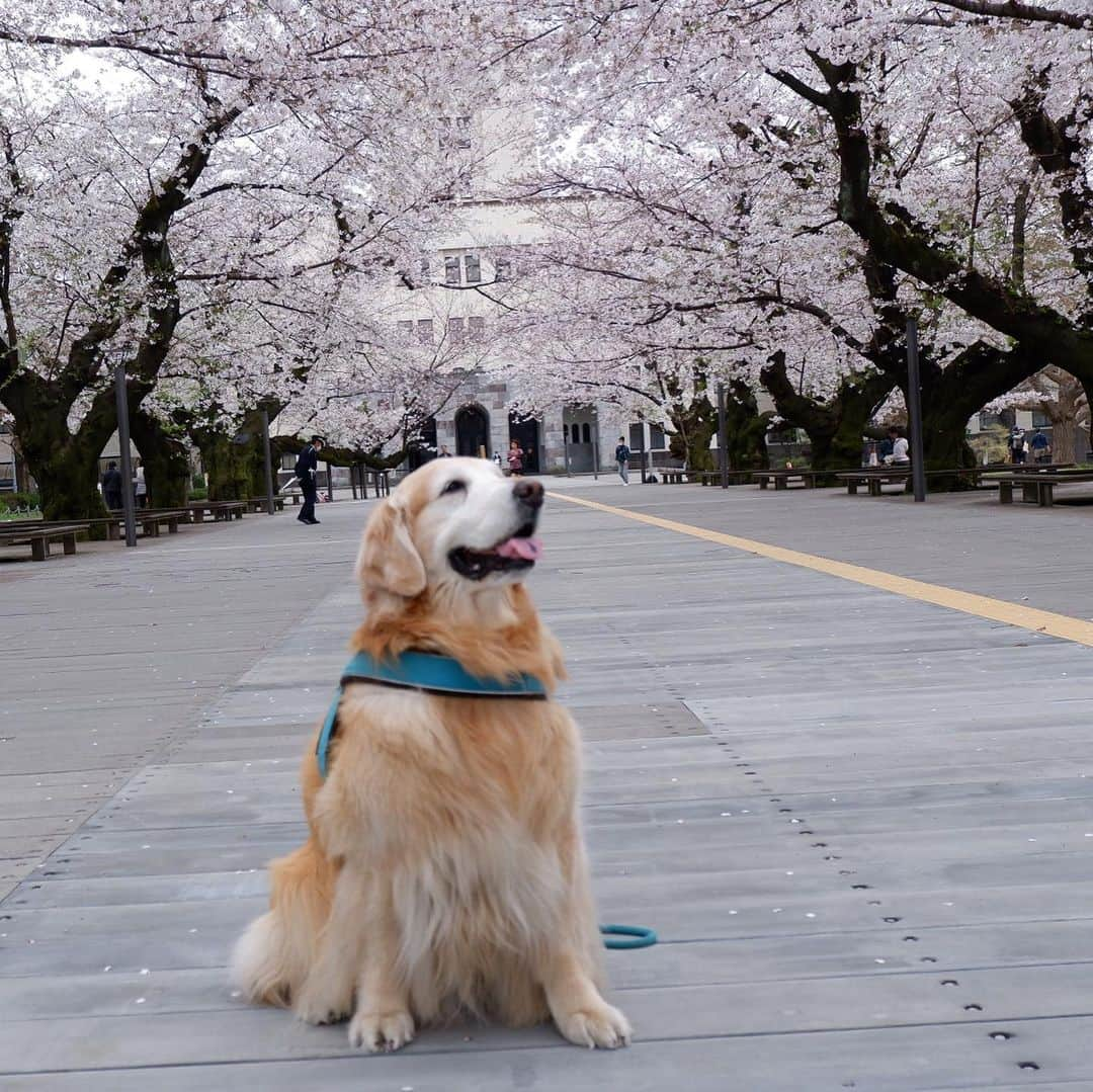 高橋ひとみさんのインスタグラム写真 - (高橋ひとみInstagram)「🌸が満開のころのお散歩🐶」4月6日 20時54分 - hitomi_momoe