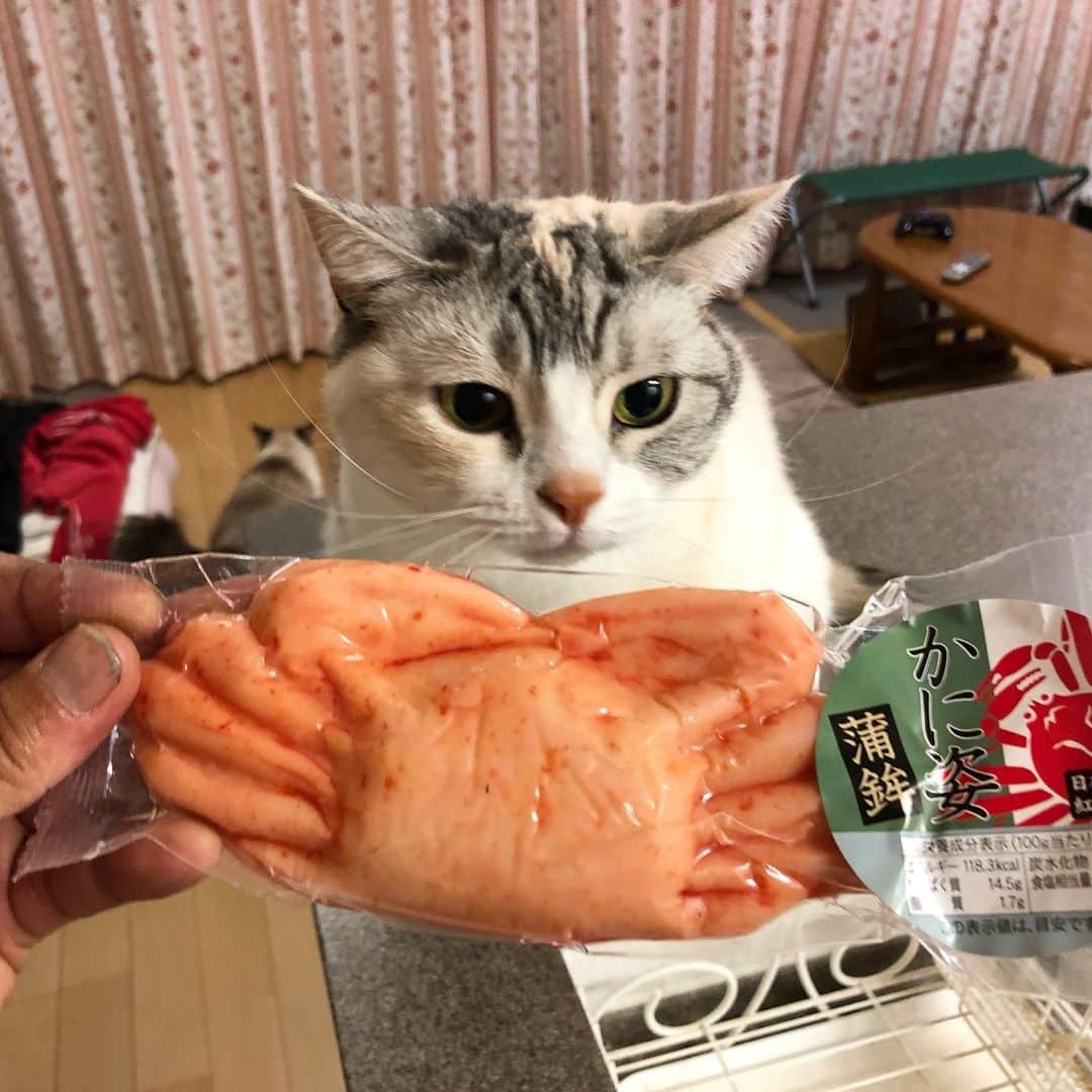 ホタテ＆クラム＆シラスのインスタグラム：「エイリアン vs シラス #cat #neko #ScottishFold #猫 #ねこ #スコティッシュフォールド #catstagram #instagram #instagramjapan #ig_japan #igersjp」