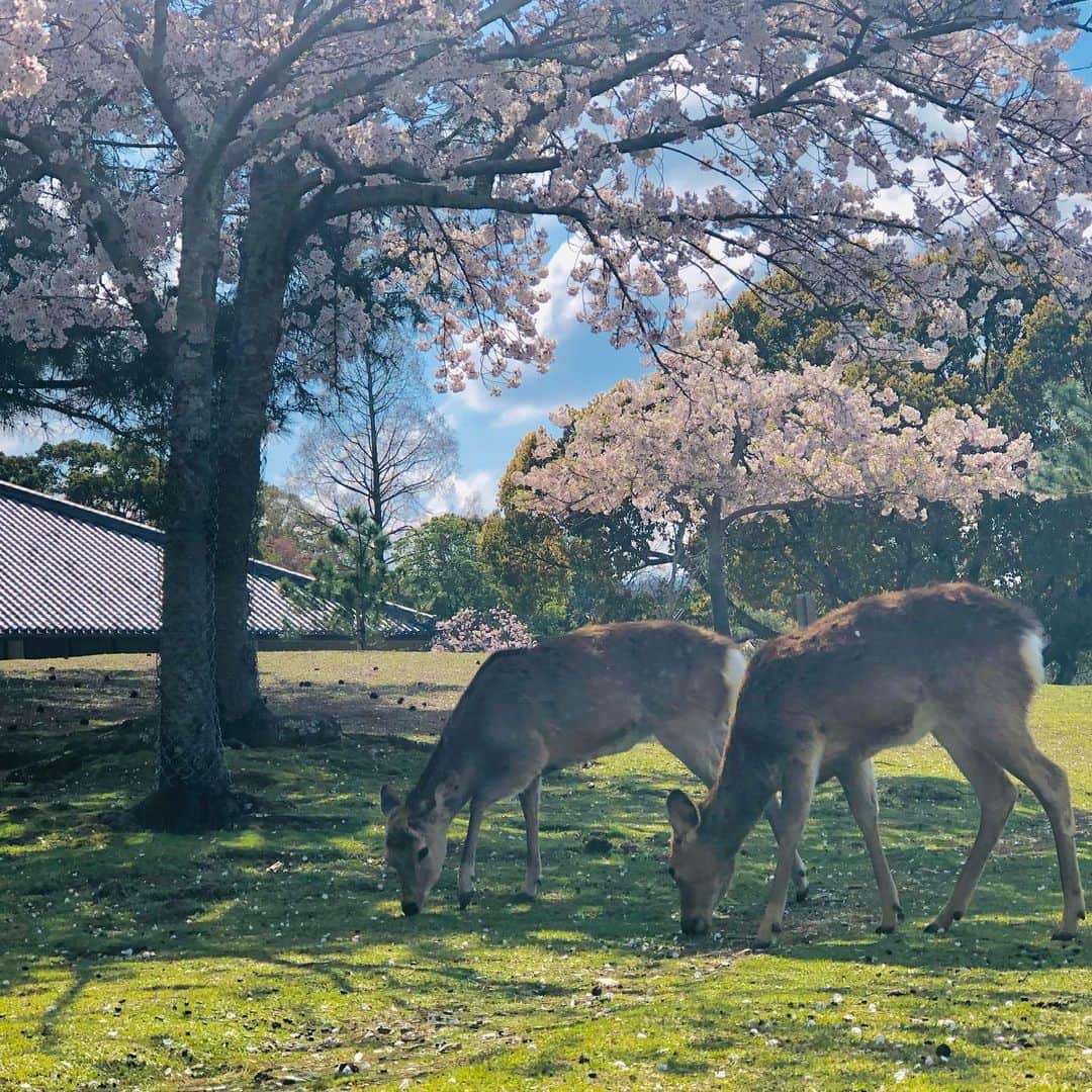 中川政七商店さんのインスタグラム写真 - (中川政七商店Instagram)「「心に春を。奈良のいまを、お裾分け。」﻿ ﻿ 自宅から自転車で15分ほど走ると、奈良公園に到着します。﻿ 本来ならお花見をする人でにぎわう場所も、今朝は静まり返っていました。﻿ ﻿ きっと、この時期に奈良旅行を計画していた方もいるでしょう。﻿ きっと、親しい人とのお花見を楽しみにしていた人もいるはずです。﻿ きっと、みんながこの美しい景色を心待ちにしていたと思います。﻿ ﻿ 悔しさと、寂しさが募ります。﻿ それでも、少しでも多くの方に、奈良の春を感じていただけたらと思い、写真に残してきました。﻿ ﻿ 皆さんの心に、春を感じていただけたら嬉しいです。﻿ ﻿ ★一部直営店が休業となっている場合がございます。事前に各商業施設HPをご確認くださいませ。﻿ なお路面店の「中川政七商店 表参道店」は4/30まで臨時休業をいただいております。﻿ ﻿ #中川政七商店 #奈良 #奈良観光 #奈良旅行 #奈良が好き #奈良市 #奈良好きな人と繋がりたい #なら #nara #narajapan #桜 #桜🌸 #お花見 #お花見🌸 #奈良公園 #奈良の桜 #奈良の鹿 #奈良の旅 #nakagawamasashichi #満開の桜 #満開の桜🌸 #桜満開 #桜満開🌸 #桜の季節 #桜の花 #桜の名所」4月6日 21時06分 - nakagawamasa7