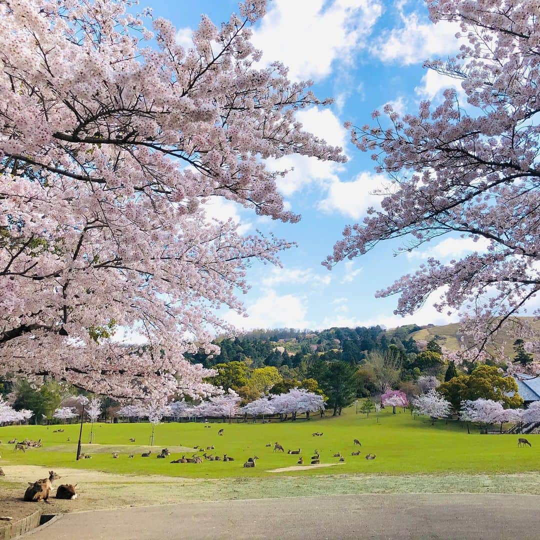 中川政七商店さんのインスタグラム写真 - (中川政七商店Instagram)「「心に春を。奈良のいまを、お裾分け。」﻿ ﻿ 自宅から自転車で15分ほど走ると、奈良公園に到着します。﻿ 本来ならお花見をする人でにぎわう場所も、今朝は静まり返っていました。﻿ ﻿ きっと、この時期に奈良旅行を計画していた方もいるでしょう。﻿ きっと、親しい人とのお花見を楽しみにしていた人もいるはずです。﻿ きっと、みんながこの美しい景色を心待ちにしていたと思います。﻿ ﻿ 悔しさと、寂しさが募ります。﻿ それでも、少しでも多くの方に、奈良の春を感じていただけたらと思い、写真に残してきました。﻿ ﻿ 皆さんの心に、春を感じていただけたら嬉しいです。﻿ ﻿ ★一部直営店が休業となっている場合がございます。事前に各商業施設HPをご確認くださいませ。﻿ なお路面店の「中川政七商店 表参道店」は4/30まで臨時休業をいただいております。﻿ ﻿ #中川政七商店 #奈良 #奈良観光 #奈良旅行 #奈良が好き #奈良市 #奈良好きな人と繋がりたい #なら #nara #narajapan #桜 #桜🌸 #お花見 #お花見🌸 #奈良公園 #奈良の桜 #奈良の鹿 #奈良の旅 #nakagawamasashichi #満開の桜 #満開の桜🌸 #桜満開 #桜満開🌸 #桜の季節 #桜の花 #桜の名所」4月6日 21時06分 - nakagawamasa7