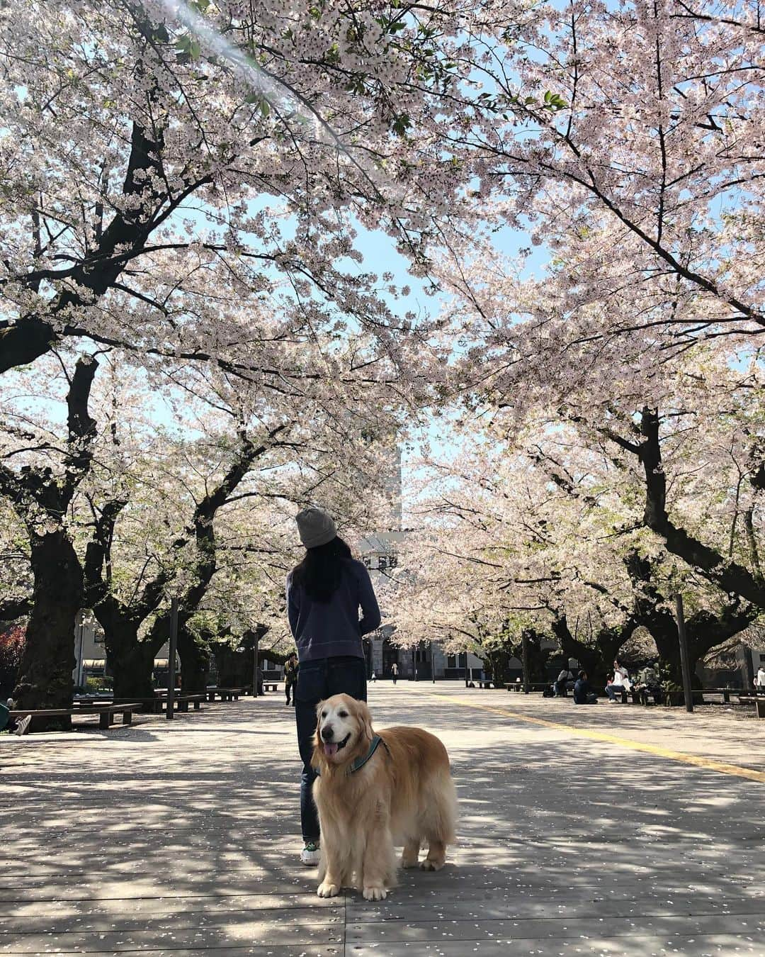 高橋ひとみさんのインスタグラム写真 - (高橋ひとみInstagram)「お散歩🌸」4月6日 21時19分 - hitomi_momoe