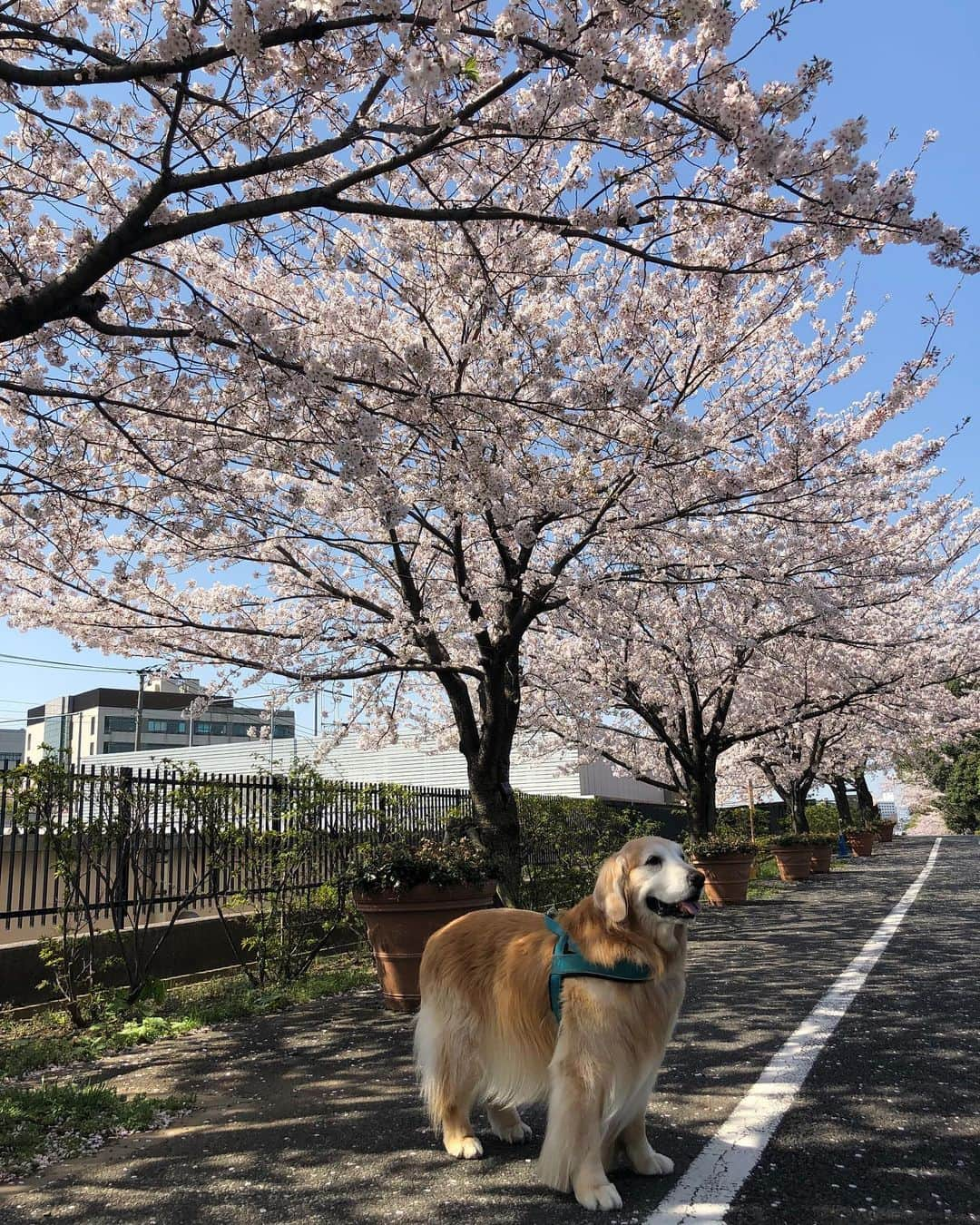 高橋ひとみさんのインスタグラム写真 - (高橋ひとみInstagram)「お散歩🌸」4月6日 21時19分 - hitomi_momoe