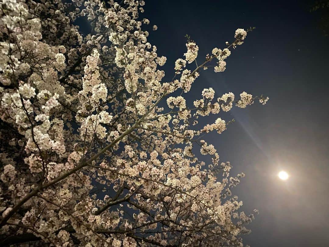 浅香圭（コラゾン）さんのインスタグラム写真 - (浅香圭（コラゾン）Instagram)「月と桜  #桜 #花見 #月 #moon #cherryblossom」4月6日 21時25分 - keiasaka