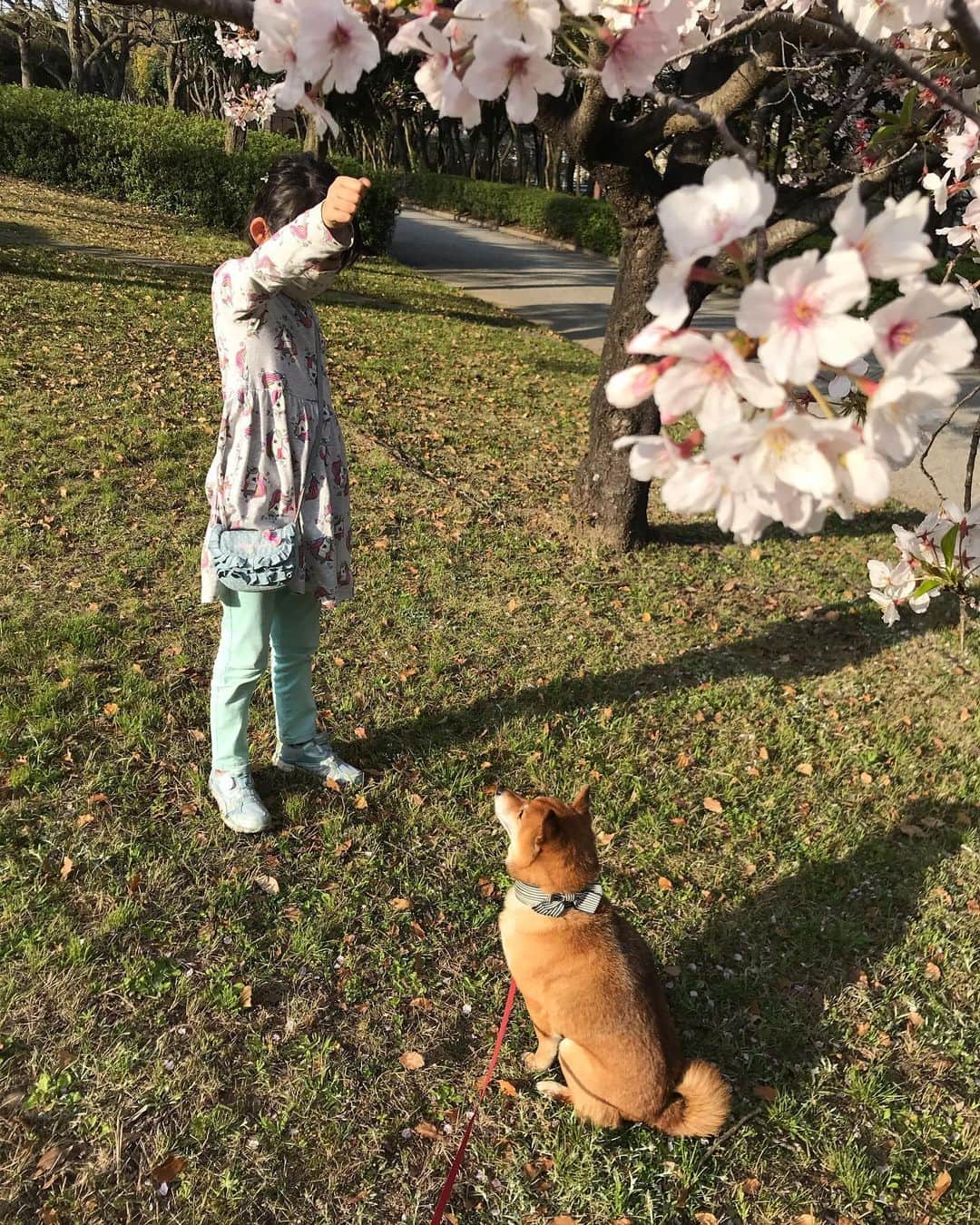 柴犬はなこ Shibainu Hanakoさんのインスタグラム写真 - (柴犬はなこ Shibainu HanakoInstagram)「お散歩に桜のある公園へ🌸 とうとう福岡も緊急事態宣言地域に含まれてしまった⚡️韓国や中国に近いしね…  早く悪友達と飲みに行きたいな😭 #shiba #dog #shibainu #kid #柴犬　#犬　#犬とこども　#舞台裏　#桜」4月6日 21時35分 - kiki_beee