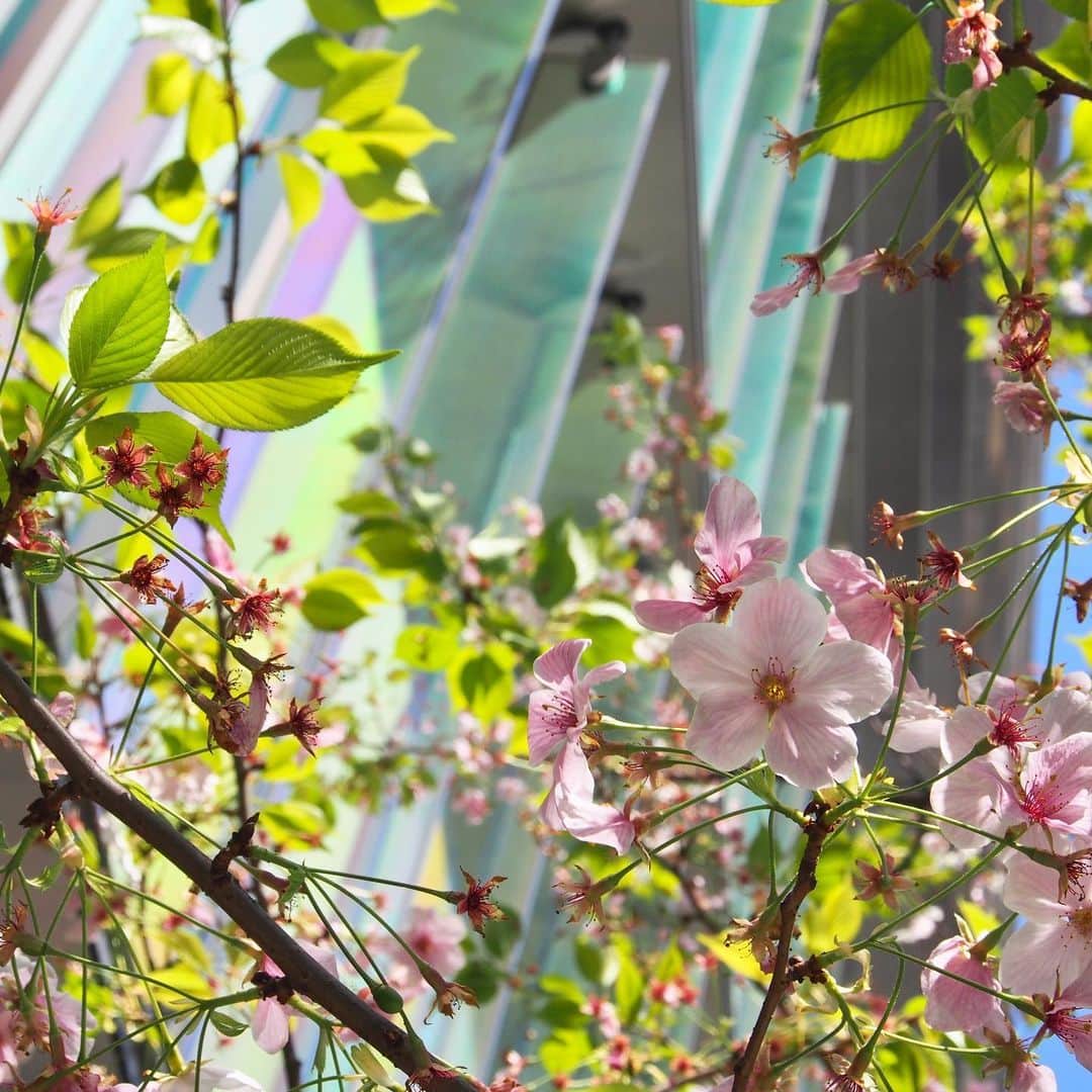 Maison de NADIA （メゾン・ド・ナディア） さんのインスタグラム写真 - (Maison de NADIA （メゾン・ド・ナディア） Instagram)「GINZASIXの三原テラスの桜が、今年も美しい花びらを見せてくれました。 カラフルな外壁とのコントラストが、春の訪れを実感させてくれます✨ #銀座  #ginza  #銀座シックス  #ginzasix  #メゾンドナディア #maisondenadia  #jewelry  #桜 #三原テラス」4月6日 21時41分 - maison_de_nadia