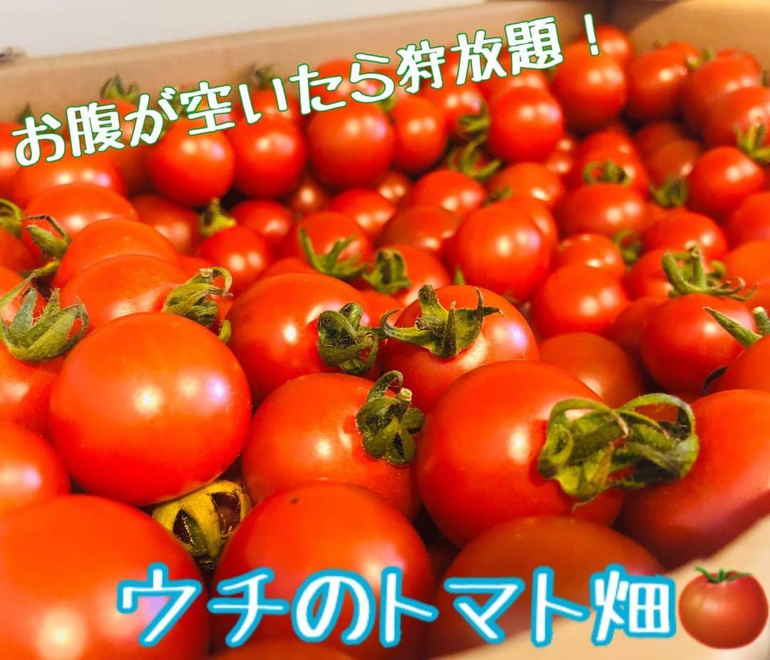 いとうまい子のインスタグラム：「#プチトマト #箱買い #食べ放題 #ウマウマ #いとうまい子」