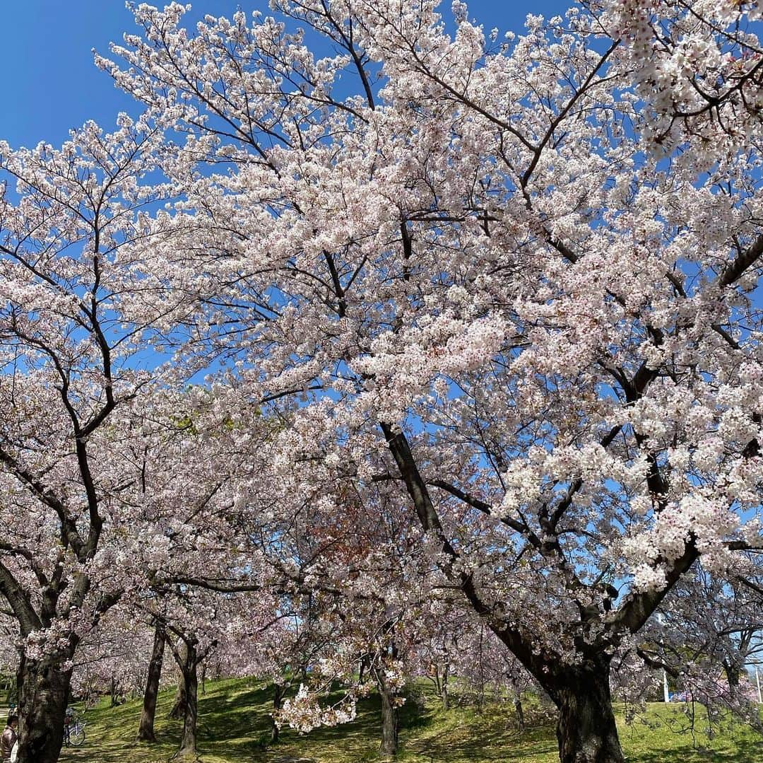 溝脇隼人さんのインスタグラム写真 - (溝脇隼人Instagram)「なかなかこう言う時じゃないと見れないのですが桜っていいですねぇ🌸 リハビリを兼ねてひとけを避けつつ運動するしかないですね🏃‍♂️」4月6日 13時24分 - hayato.48