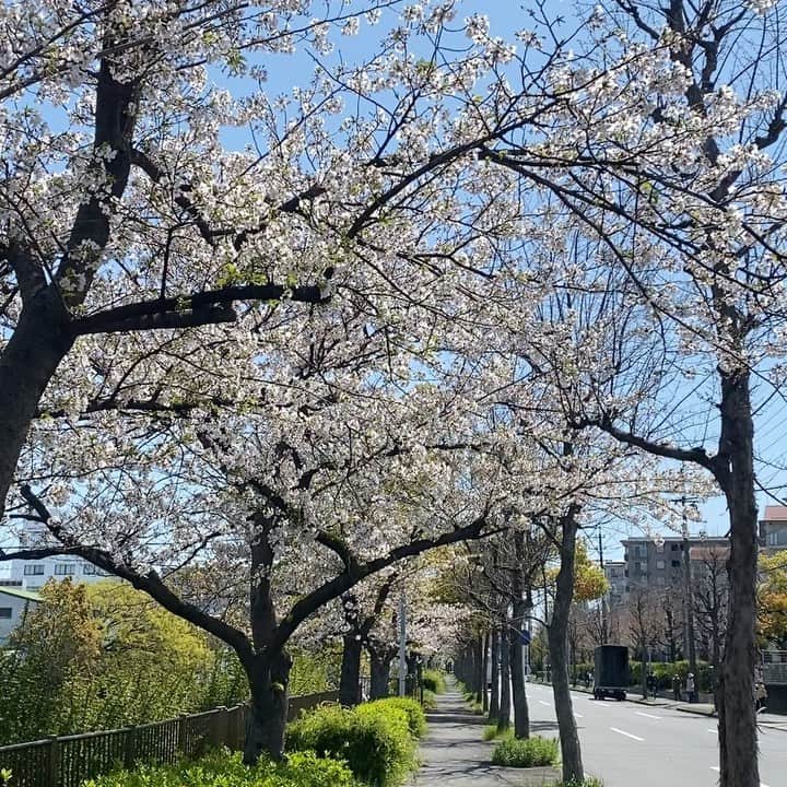 のインスタグラム：「なかなかこう言う時じゃないと見れないのですが桜っていいですねぇ🌸 リハビリを兼ねてひとけを避けつつ運動するしかないですね🏃‍♂️」