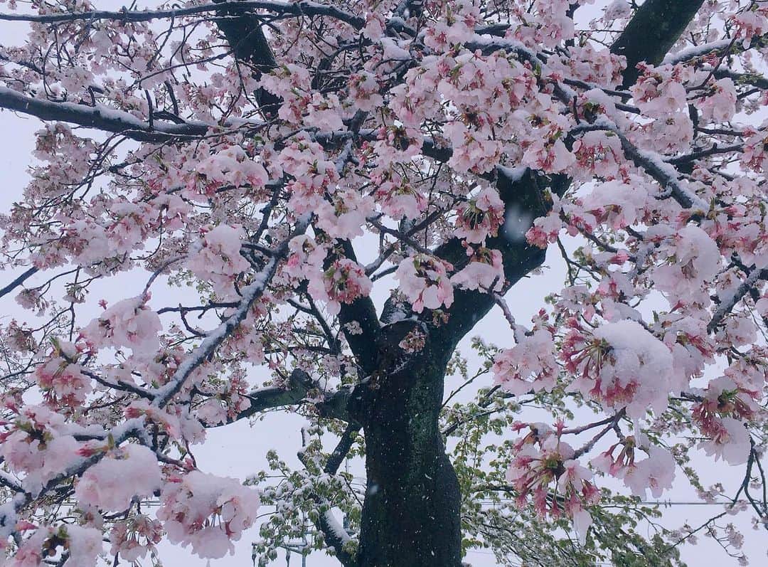 加藤ジーナさんのインスタグラム写真 - (加藤ジーナInstagram)「なんか投稿したいけど永遠家にいて写真がないという悲しさよ、、、😂 とりあえず先週の桜雪です🌸❄️ お散歩に出掛けたけど寒すぎて一瞬で帰宅しました😌笑 桜ももうそろそろ散っちゃうね😢 来年は楽しくお花見できますように🍡 来年の楽しみが増えたね👶🏻💕 #お花見 #エア花見 #桜 #雪桜 #来年こそ #コロナばいばい #お花見するぞ #そのための  #今は我慢」4月6日 13時29分 - katogina_718