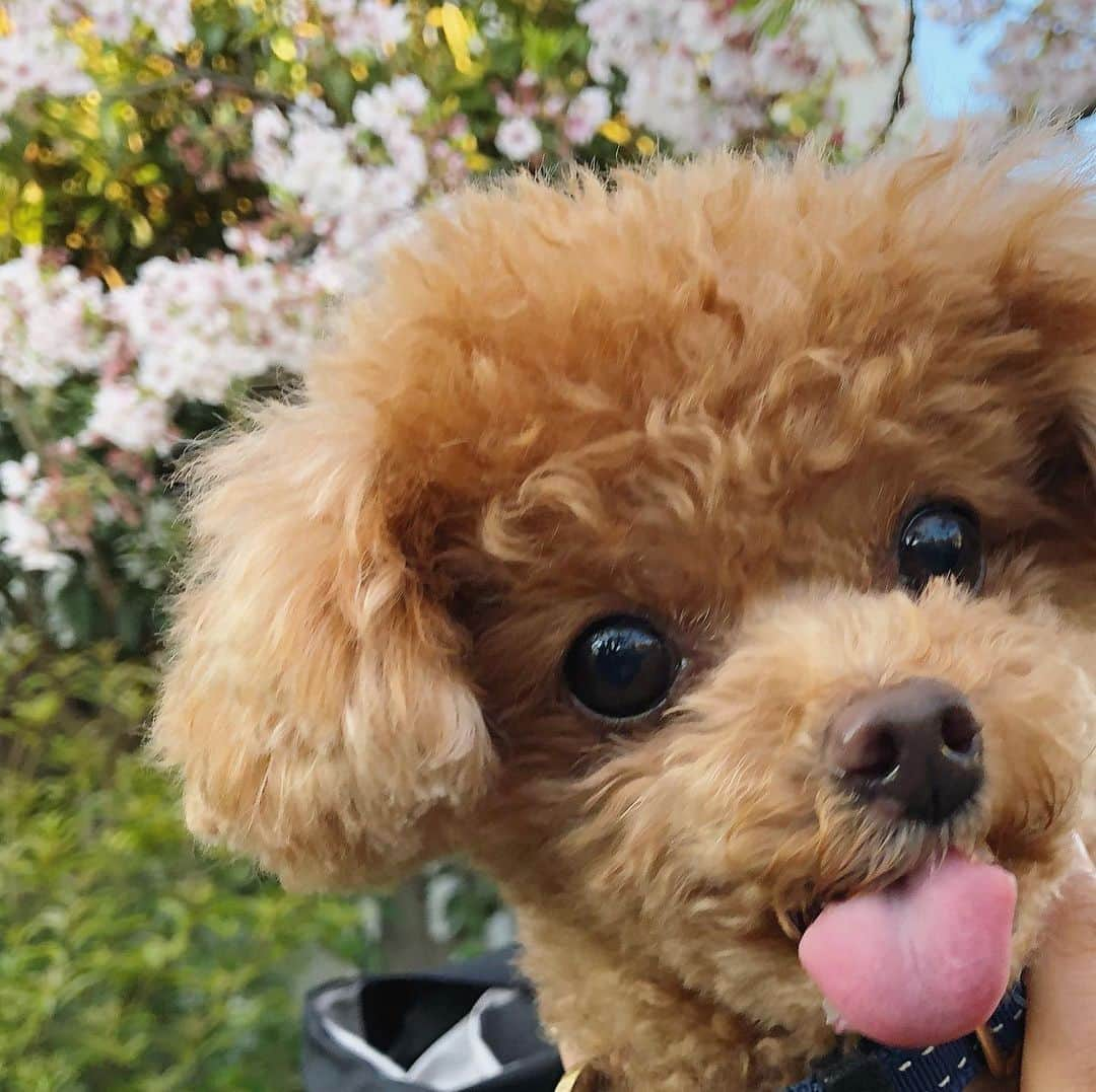 ふわさんのインスタグラム写真 - (ふわInstagram)「#toypoodle#toypoodlegram#dogsofinstagram#doglife#doglover#dog#fuwamama#ふわ#ふわもこのふわ#といぷーどる#トイプードル#ふわもこ部#犬バカ部#親バカ部#犬のいる暮らし#ふわ散歩」4月6日 13時30分 - huwayama