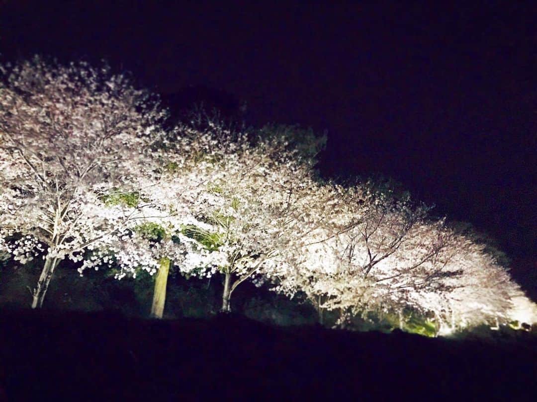 宮澤じゅりのインスタグラム：「ライトアップされた夜桜を発見💡 こんなに綺麗なのに誰も人がいなかった。  静かでひんやりした夜の桜は幻想的でした😌  みんな外出自粛してる毎日だろうけど、写真だけでもお花見気分を🌸  #誰もいない夜桜 #ライトアップが綺麗 #こんなに綺麗なのに誰もいない #幻想的 #桜 #cherryblossom #beautiful #写真だけでも」