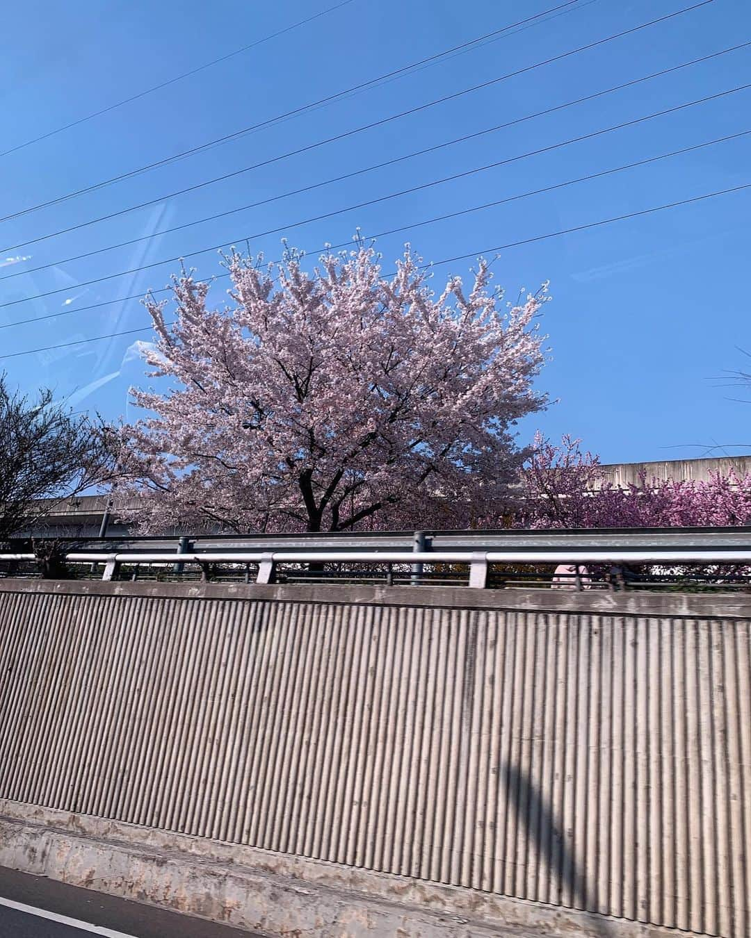 キム・ミニョンさんのインスタグラム写真 - (キム・ミニョンInstagram)「창문밖으로 보는 벚꽃🌸😭🌸온몸으로 봄을 표현하고 다니는듕🥰」4月6日 13時51分 - minyoung_aori