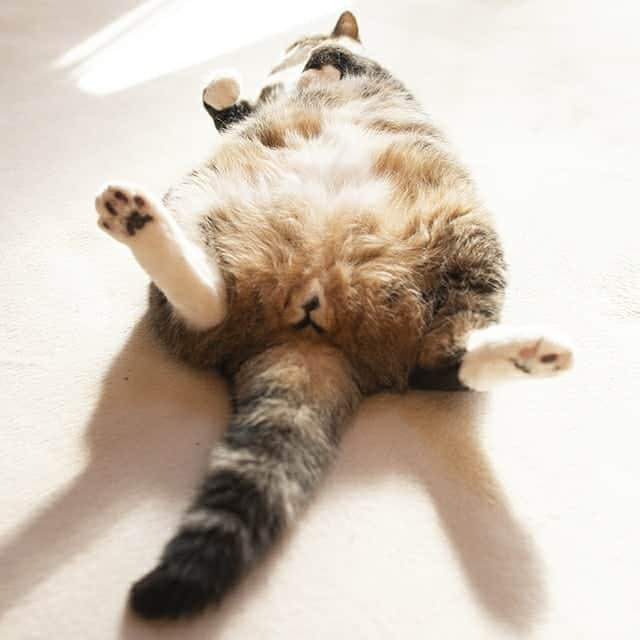 まる & はなさんのインスタグラム写真 - (まる & はなInstagram)「さあみなさん、昼寝の時間ですよ。 Let's take a nap!」4月6日 14時18分 - maruhanamogu