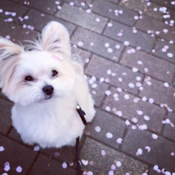 チャン・リーメイのインスタグラム：「桜の花びらに、 ✴︎ ボクから、 ✴︎ 願いをこめて✨✨✨ ✴︎ I am praying that the world will have peace. 🌸🌸🌸 ✴︎ #sakura #hanabira #願いをこめて #飛んでいけ #peaceful #さくら犬」