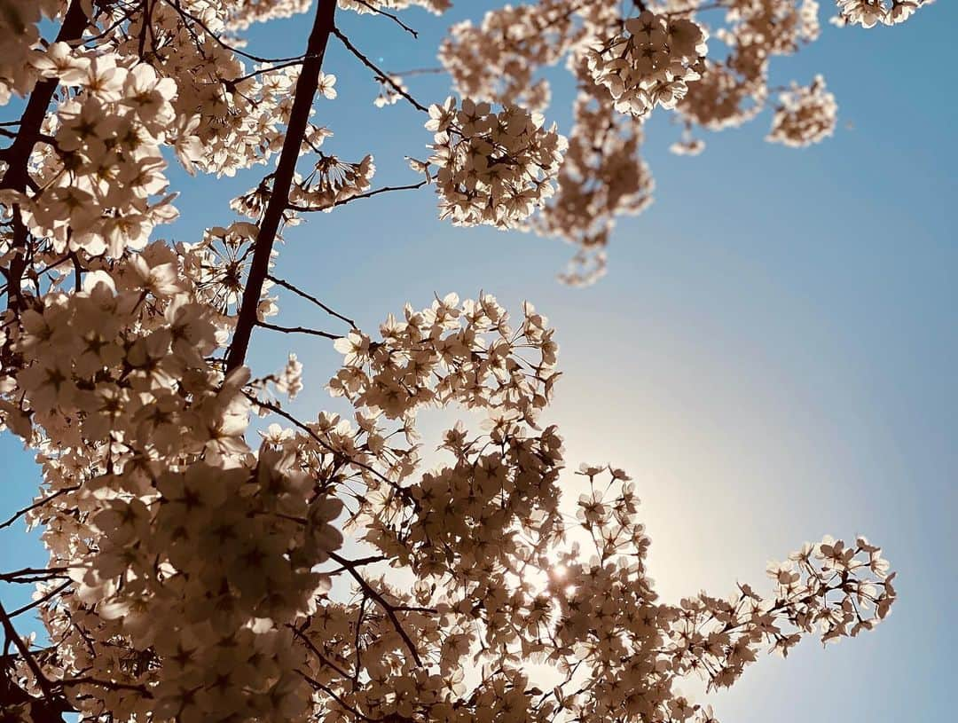 カン・ギヨンさんのインスタグラム写真 - (カン・ギヨンInstagram)「도로변 벚꽃으로 만족!!🌸」4月6日 14時24分 - booboo2injo