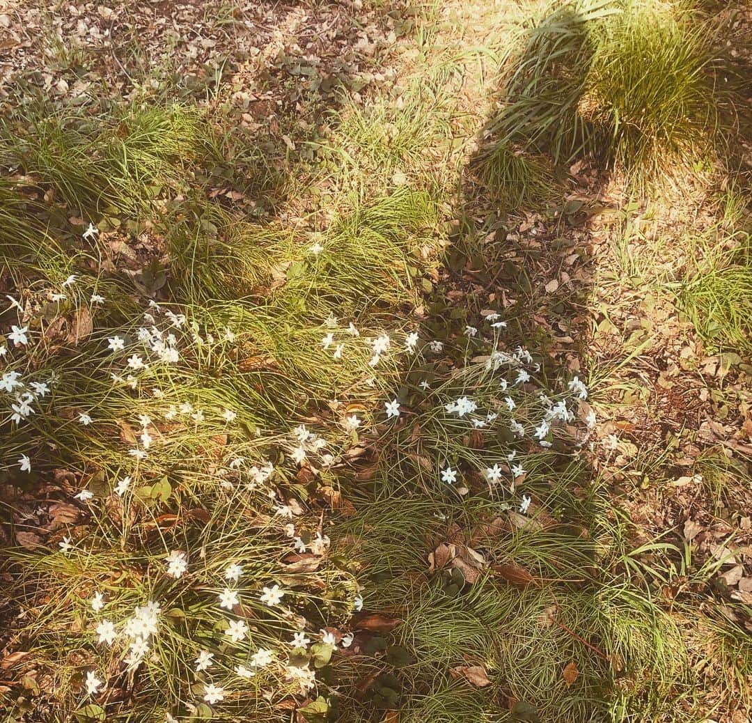 のインスタグラム：「wildflowers🤍！！！ #wildflowers  #spring  #april #unsondoux」